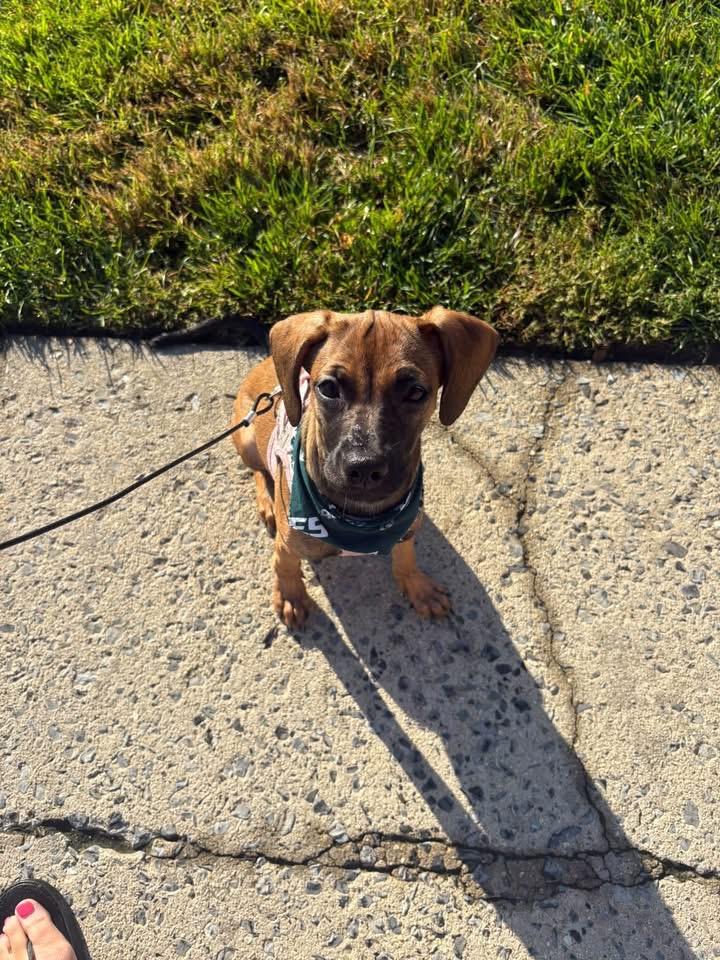 Enlarge Reeta, a Adoptable mixed breed in Berlin, NJ image 2/3