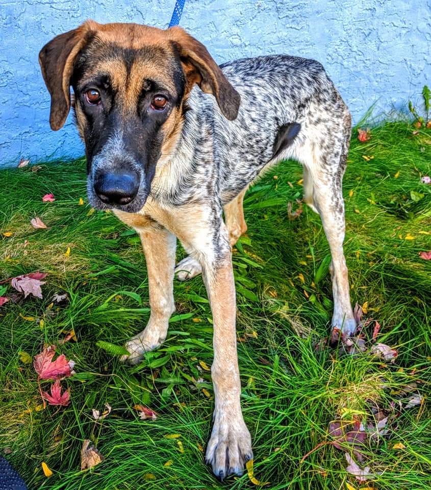 Donatella, an adoptable German Shepherd Dog, Mastiff in Far Rockaway, NY, 11691 | Photo Image 1