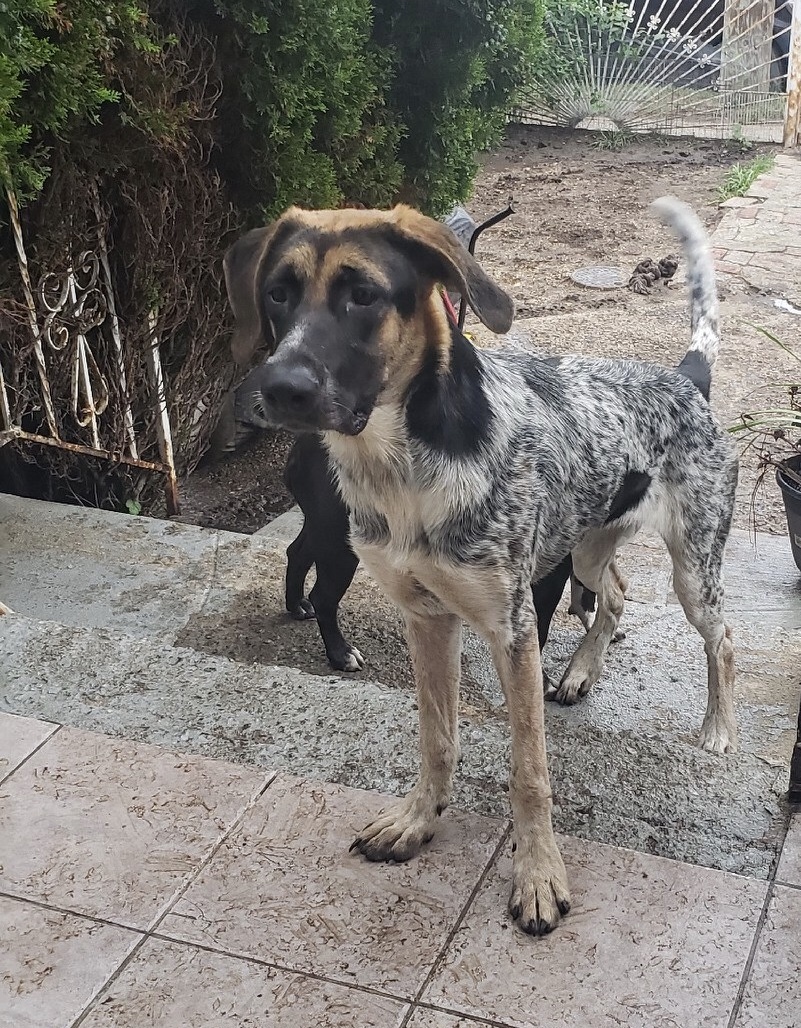 Enlarge Donatella, a Adoptable mixed breed in Far Rockaway, NY image 2/4