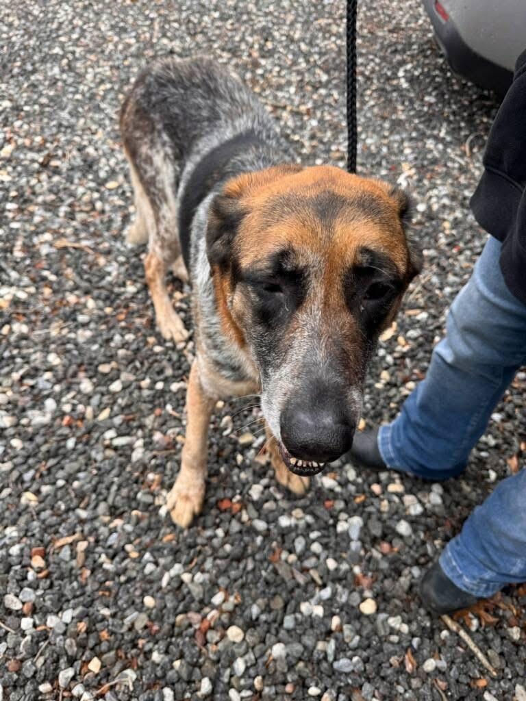 Enlarge Donatella, a Adoptable mixed breed in Far Rockaway, NY image 3/4