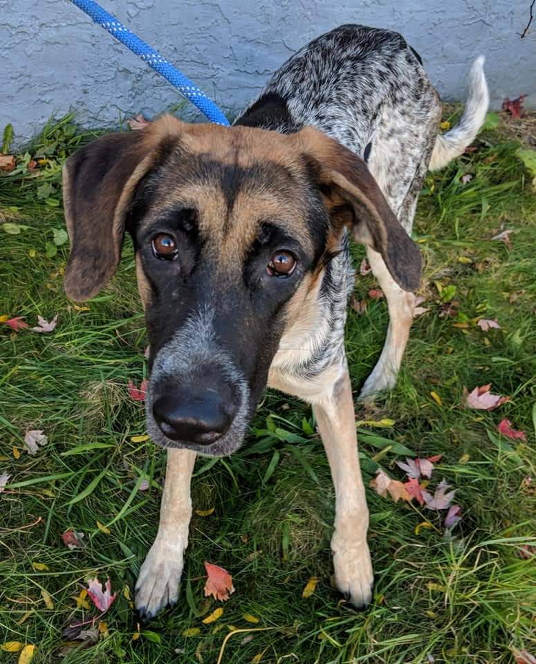 Enlarge Donatella, a Adoptable mixed breed in Far Rockaway, NY image 4/4