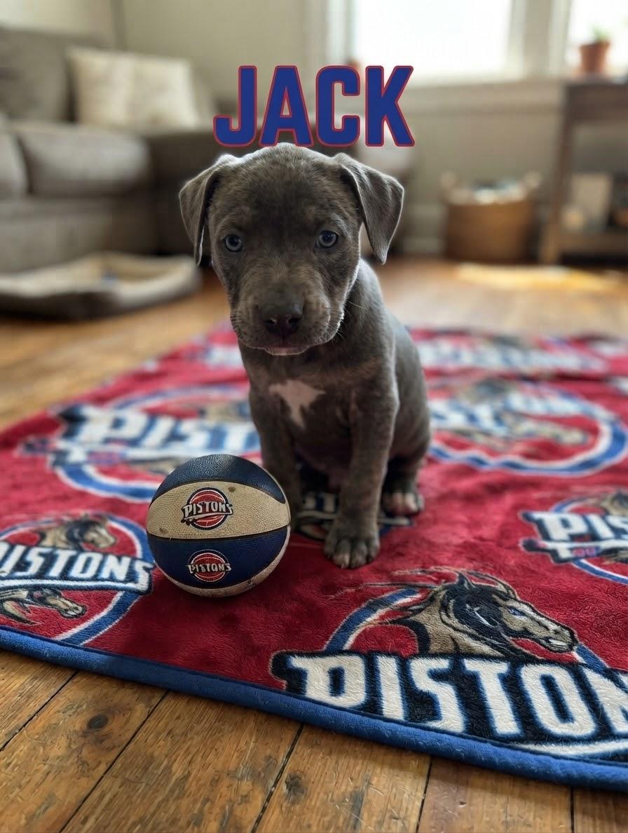 Jack, Adoptable, Puppy Male Pit Bull Terrier.