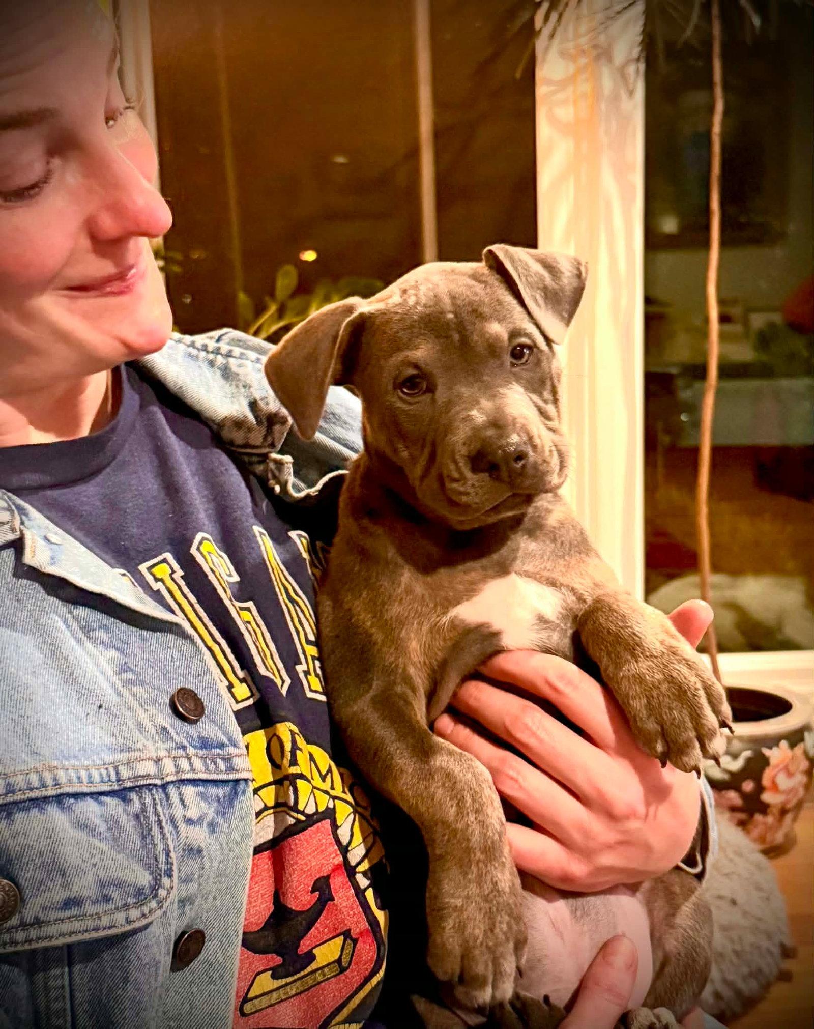 Enlarge Jack, a Adoptable Pit Bull Terrier in Belleville, MI image 2/3