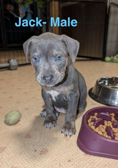 Enlarge Jack, a Adoptable Pit Bull Terrier in Belleville, MI image 3/3
