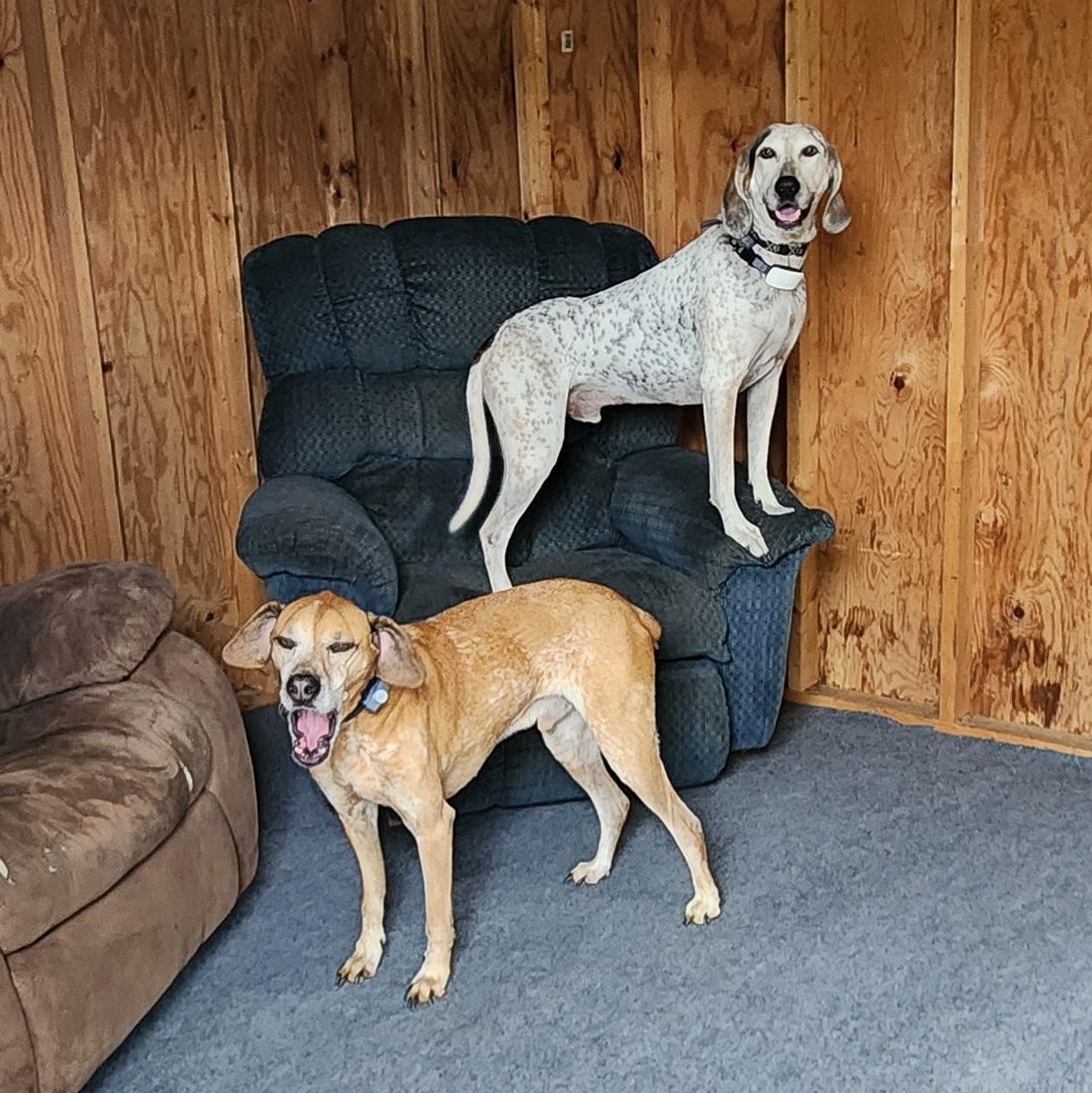 Enlarge Cash, a Adoptable mixed breed in Terrace Park, OH image 6/6