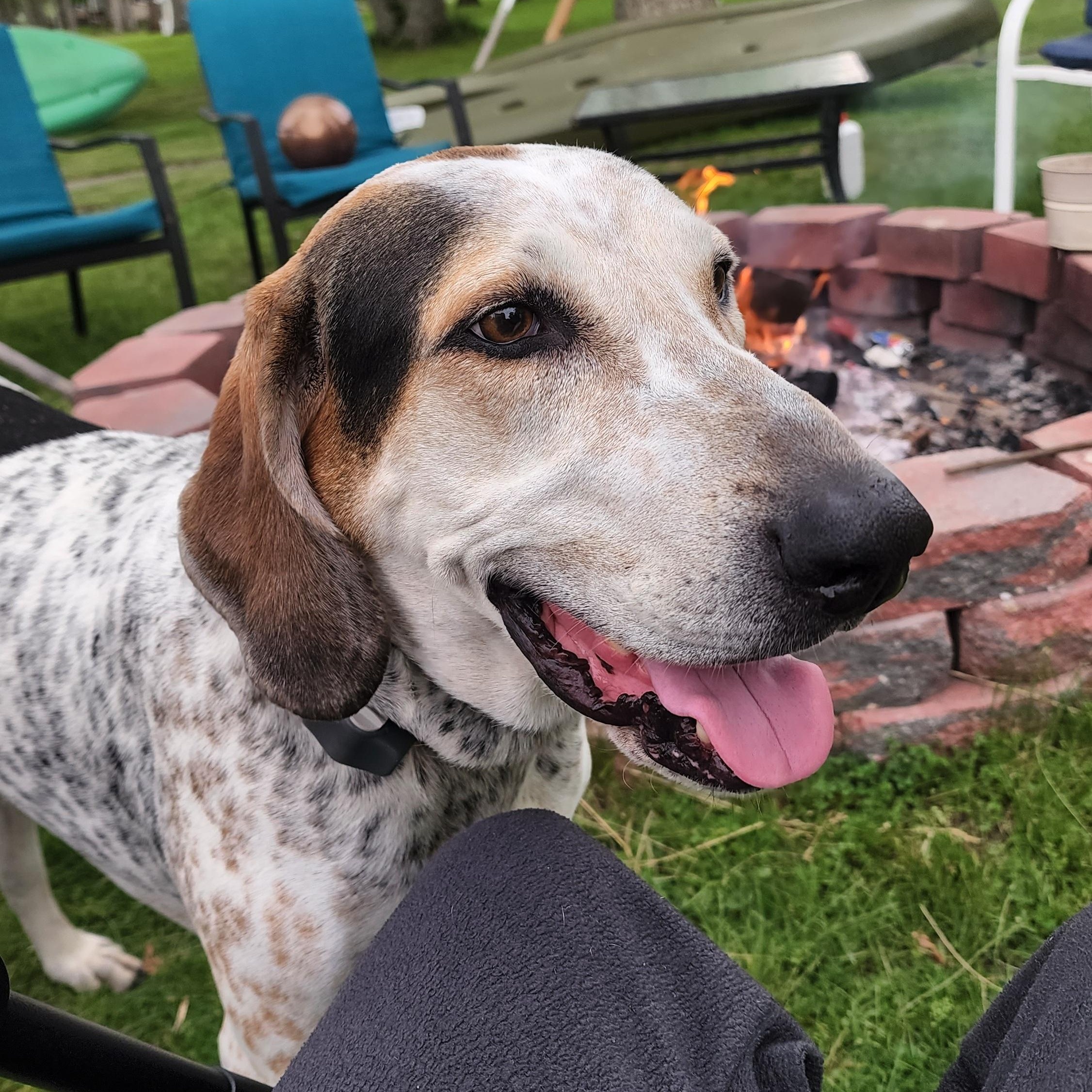 Cash, Adoptable, Adult Male Bluetick Coonhound & Hound.
