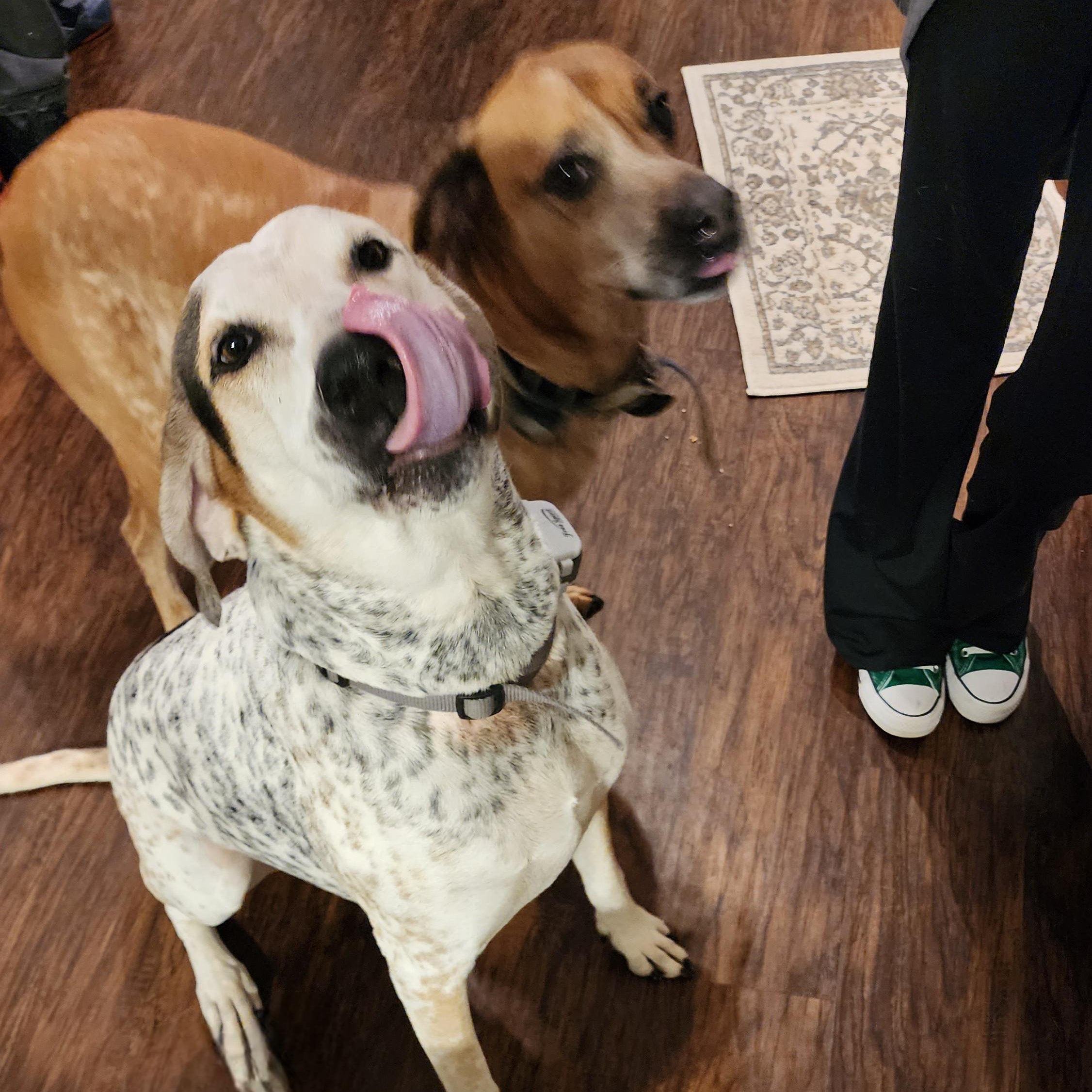 Enlarge Cash, a Adoptable mixed breed in Terrace Park, OH image 5/6