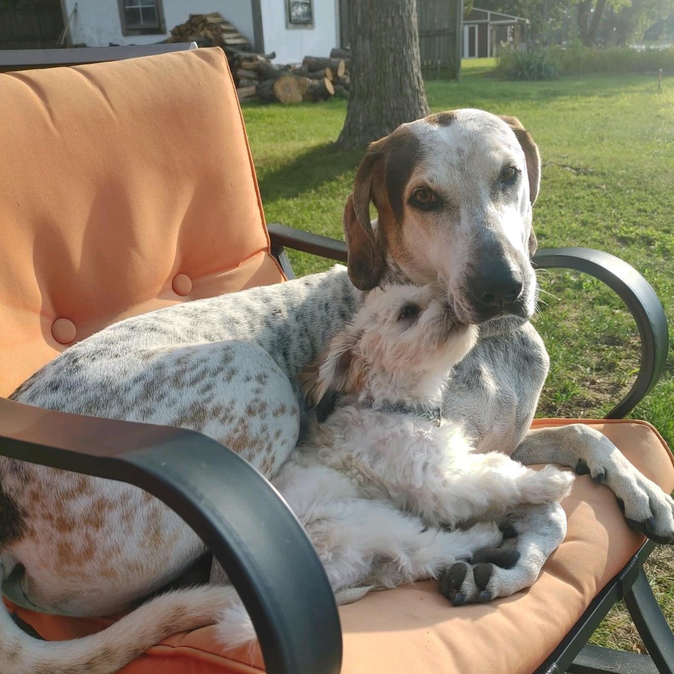Enlarge Cash, a Adoptable mixed breed in Terrace Park, OH image 3/6