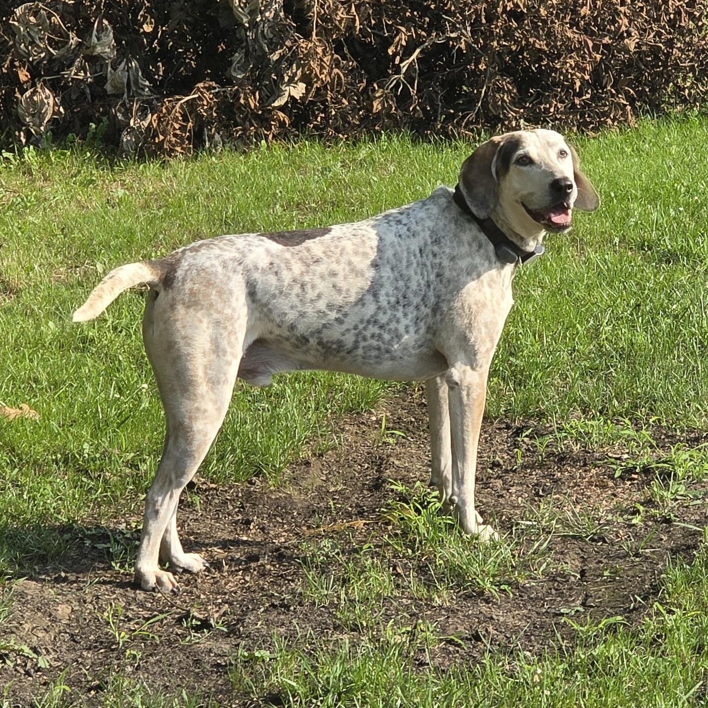 Enlarge Cash, a Adoptable mixed breed in Terrace Park, OH image 2/6