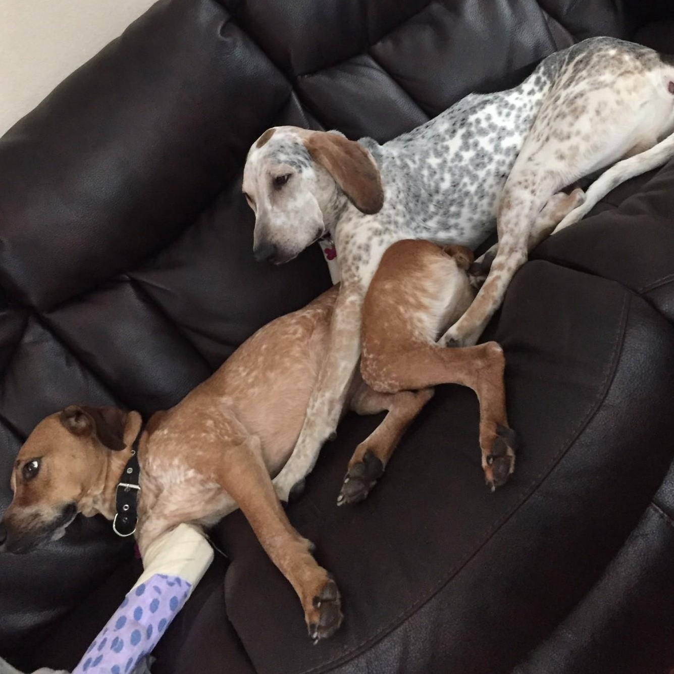 Enlarge Cash, a Adoptable mixed breed in Terrace Park, OH image 4/6