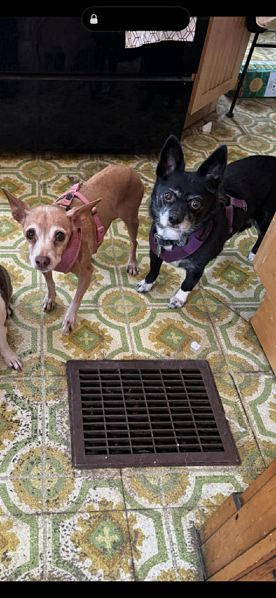 Grace, Adoptable, Senior Female Boston Terrier.