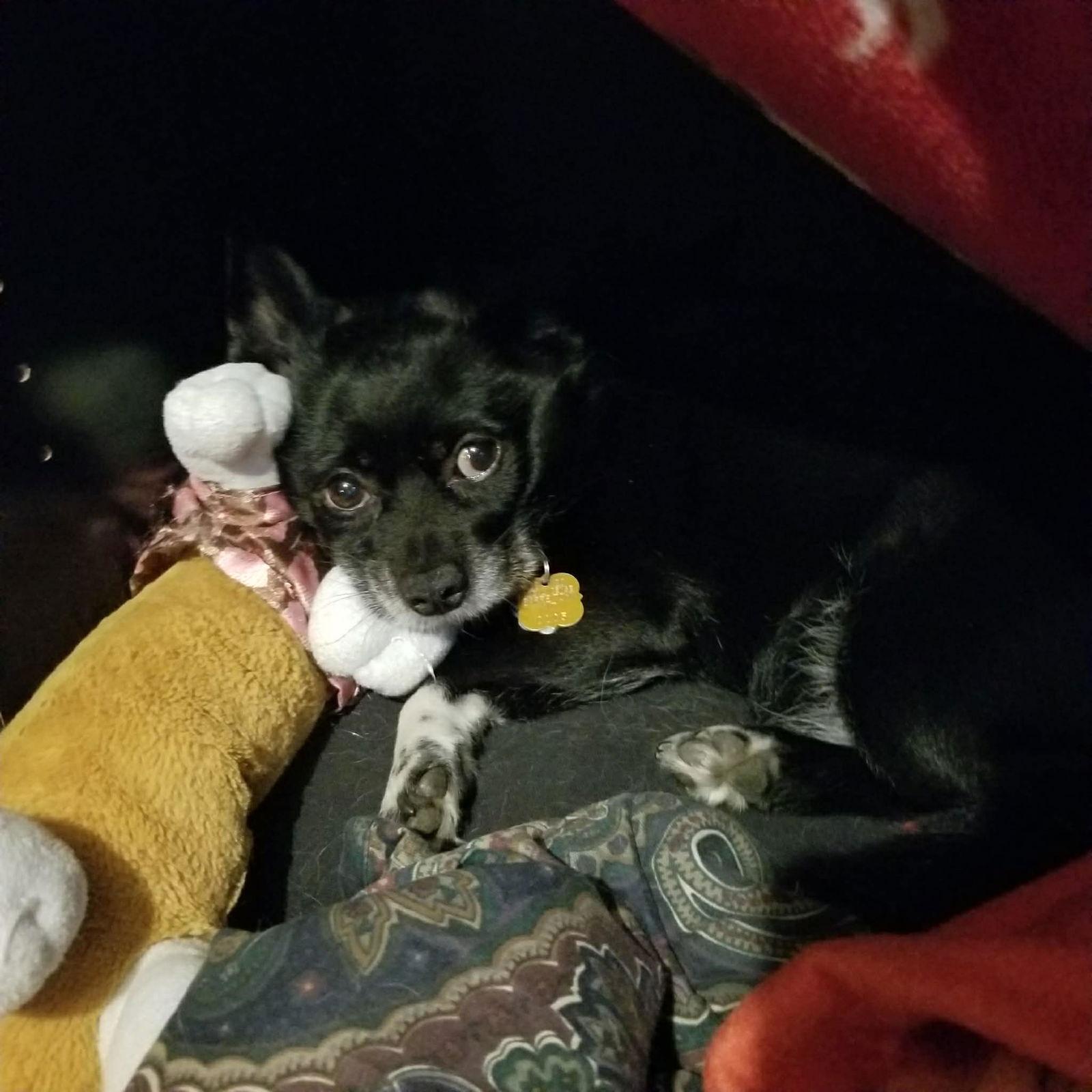 Enlarge Grace, a Adoptable Boston Terrier in Montpelier, VT image 3/3