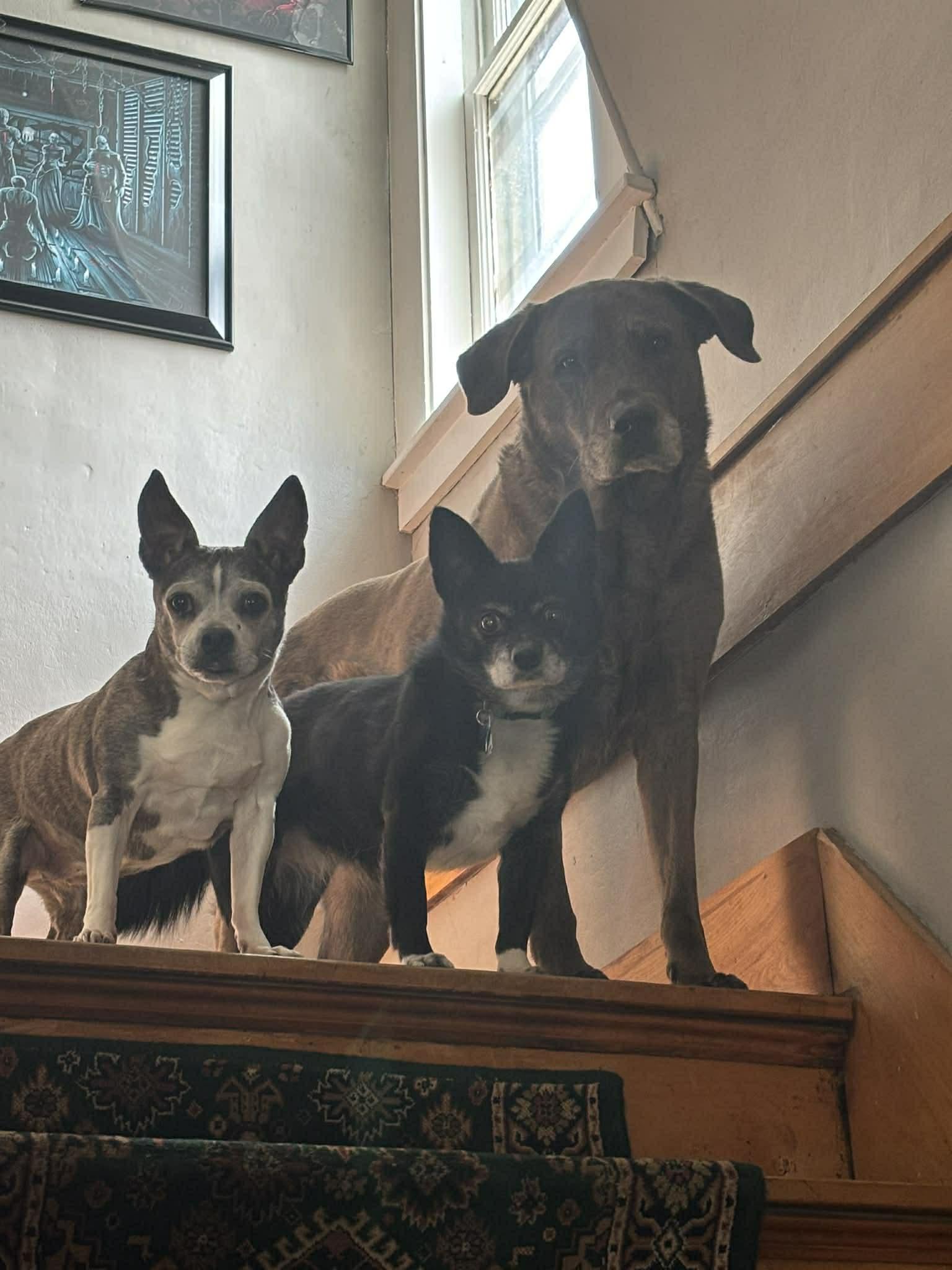 Enlarge Grace, a Adoptable Boston Terrier in Montpelier, VT image 2/3
