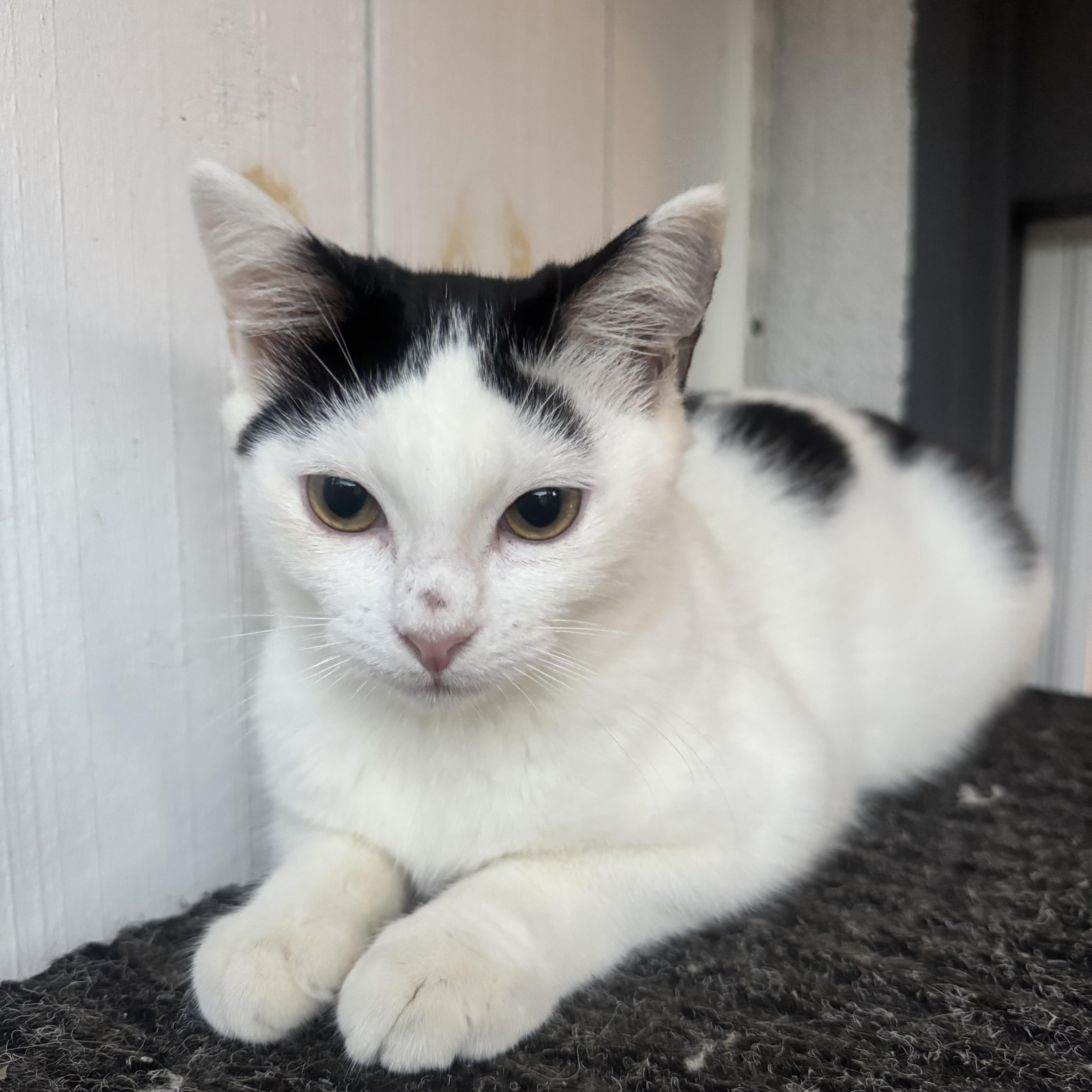 Millie, an adopted mixed breed in Pacific Palisades, CA image 1/6