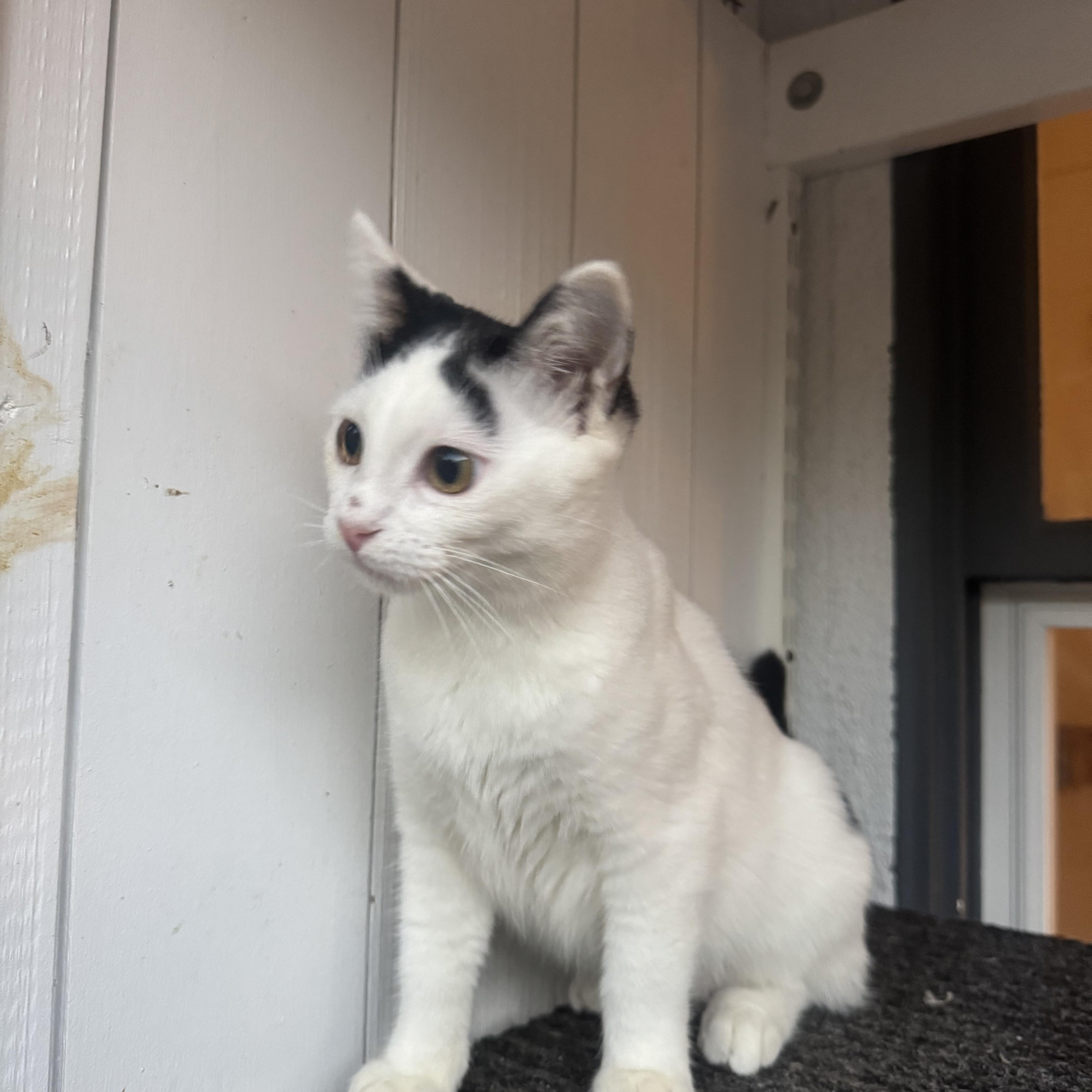 Millie, an adopted mixed breed in Pacific Palisades, CA image 6/6