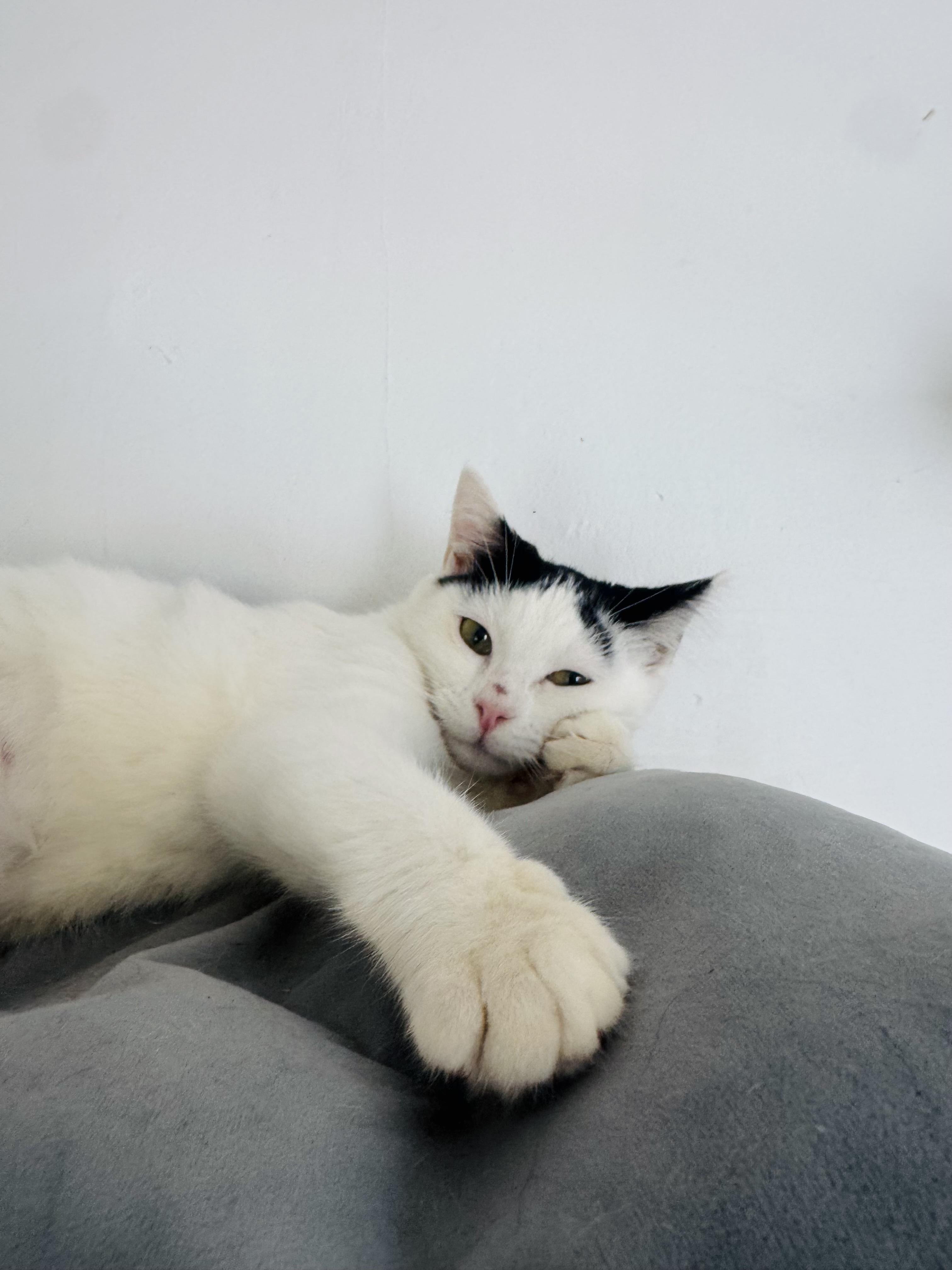 Millie, an adopted mixed breed in Pacific Palisades, CA image 3/6