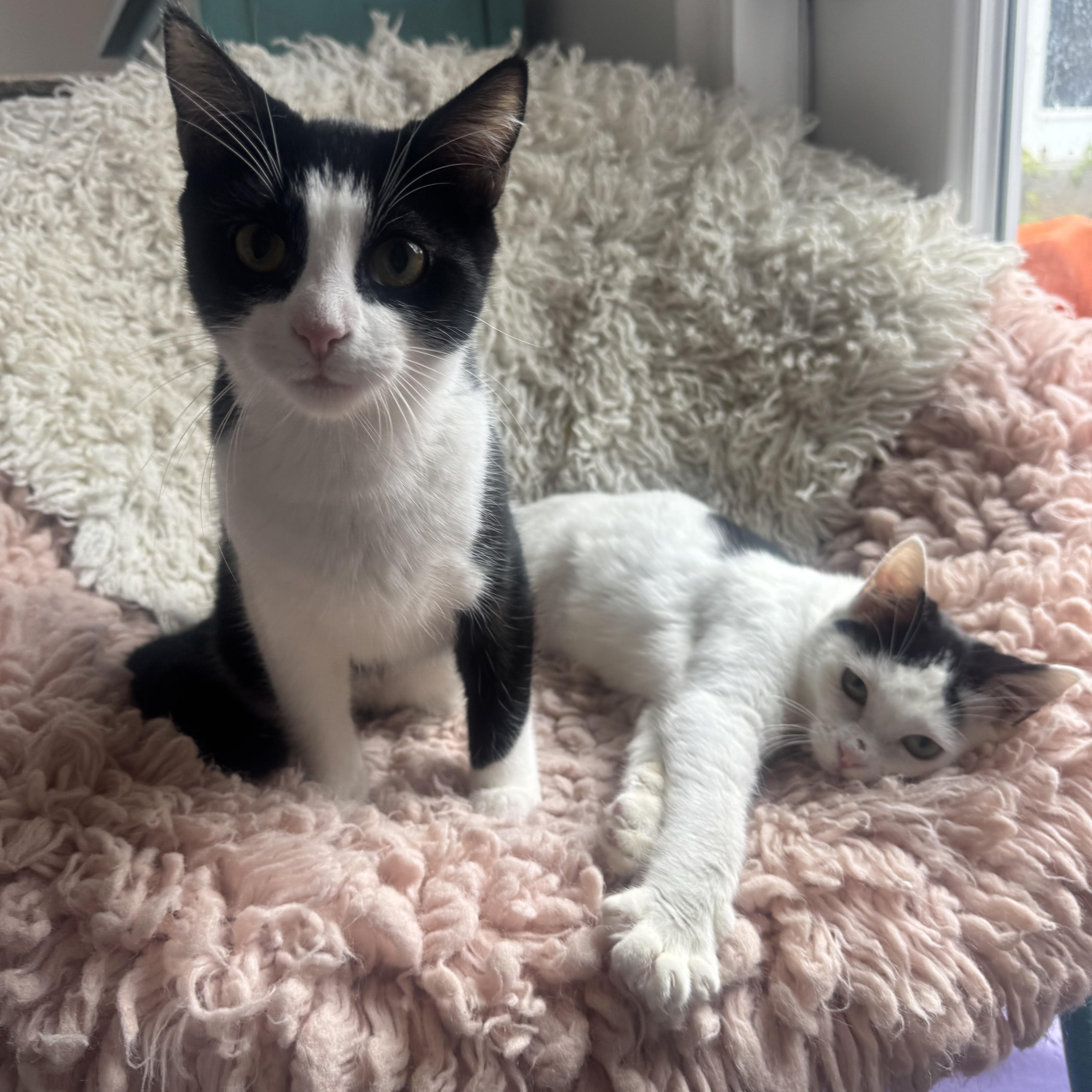 Millie, an adopted mixed breed in Pacific Palisades, CA image 5/6