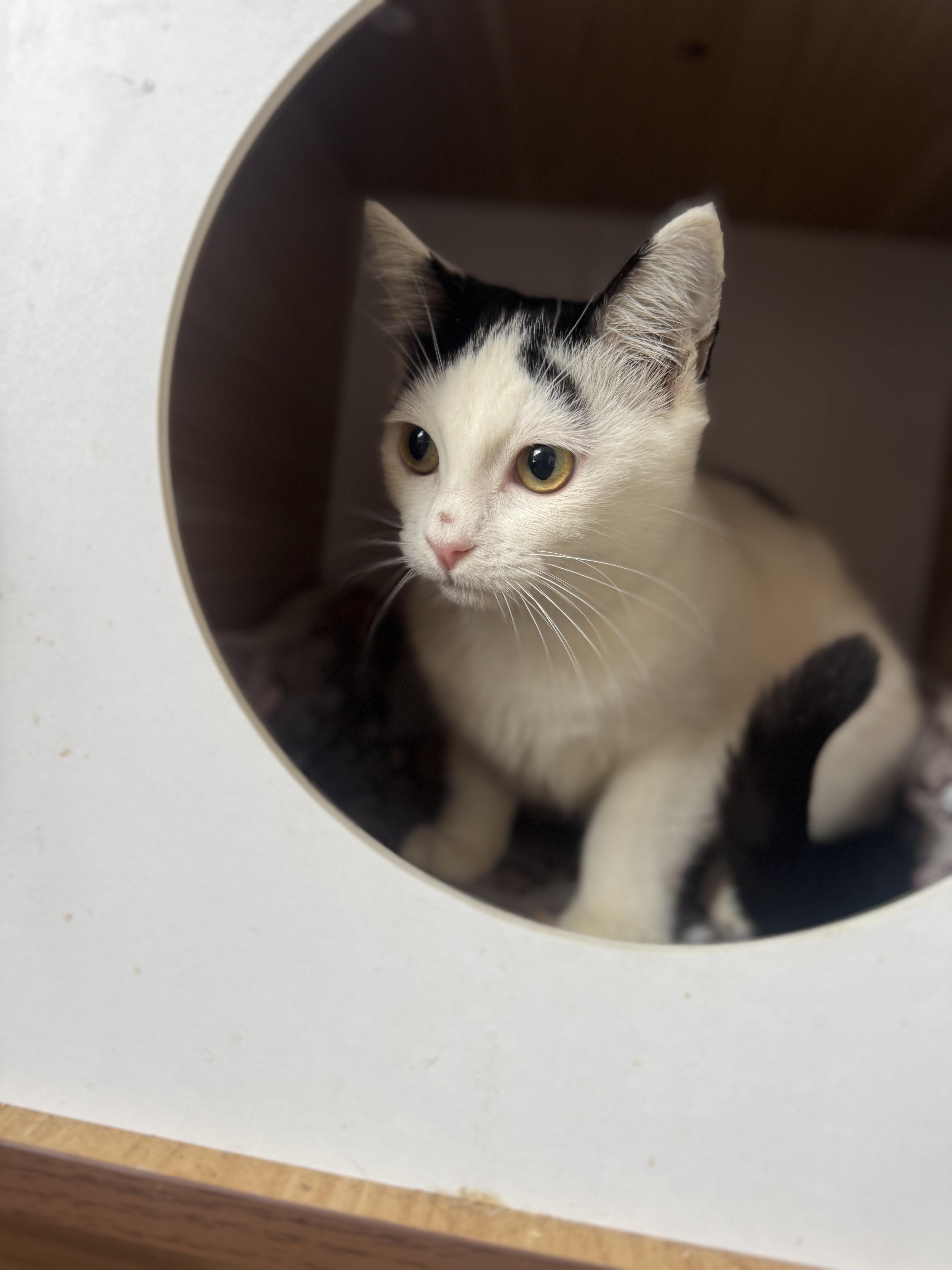 Millie, an adopted mixed breed in Pacific Palisades, CA image 2/6