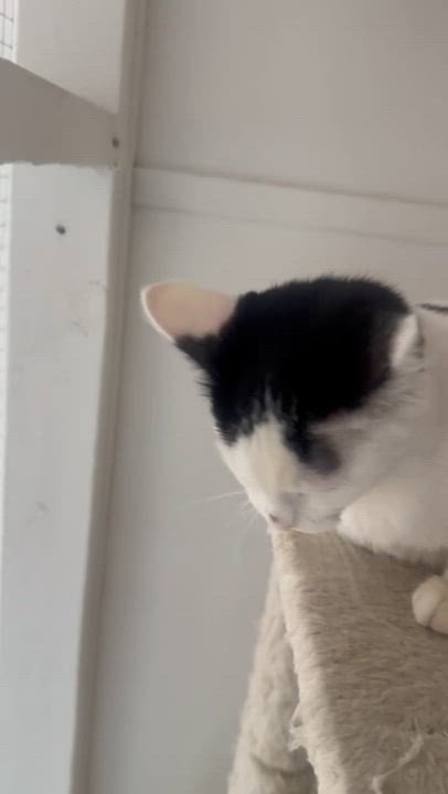 Enlarge Millie, an adopted mixed breed in Pacific Palisades, CA video 4/6