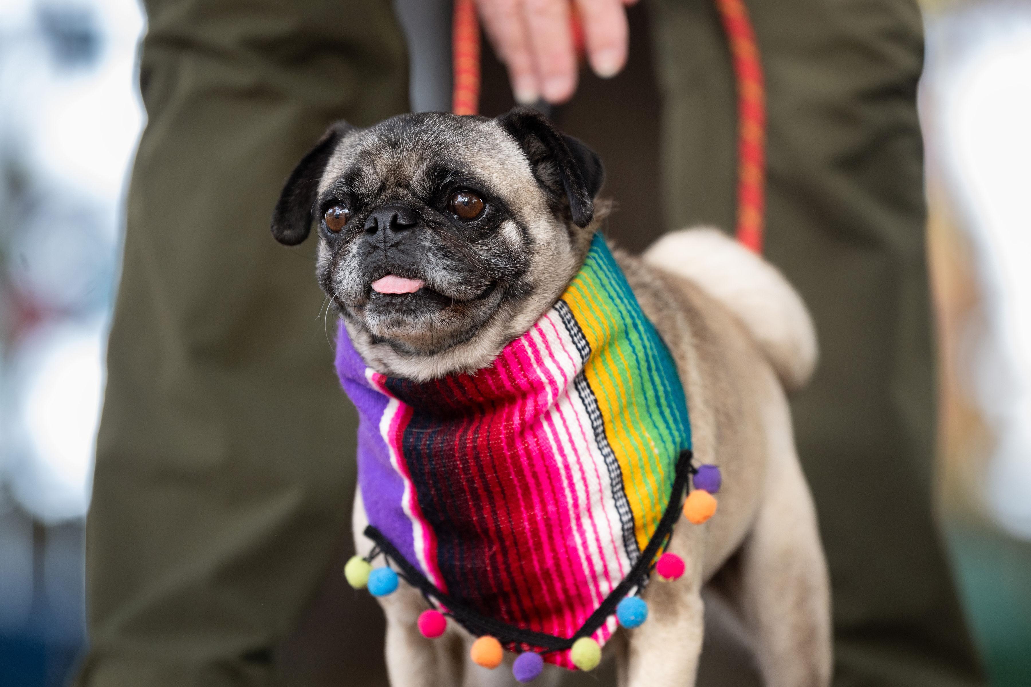 Enlarge Isabella, an adopted mixed breed in Santa Rosa, CA image 2/5