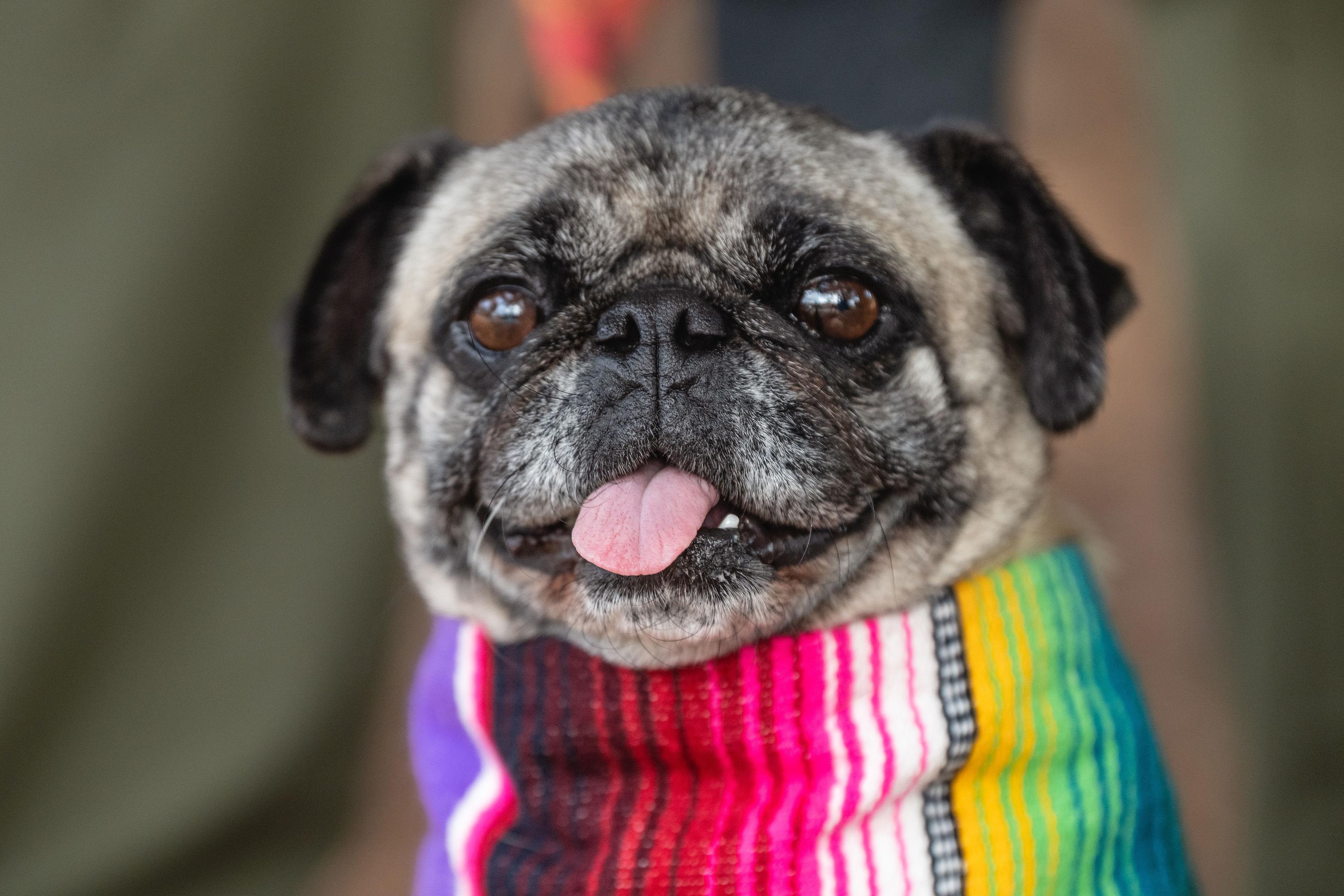 Isabella, adopted, Adult Female Pug.