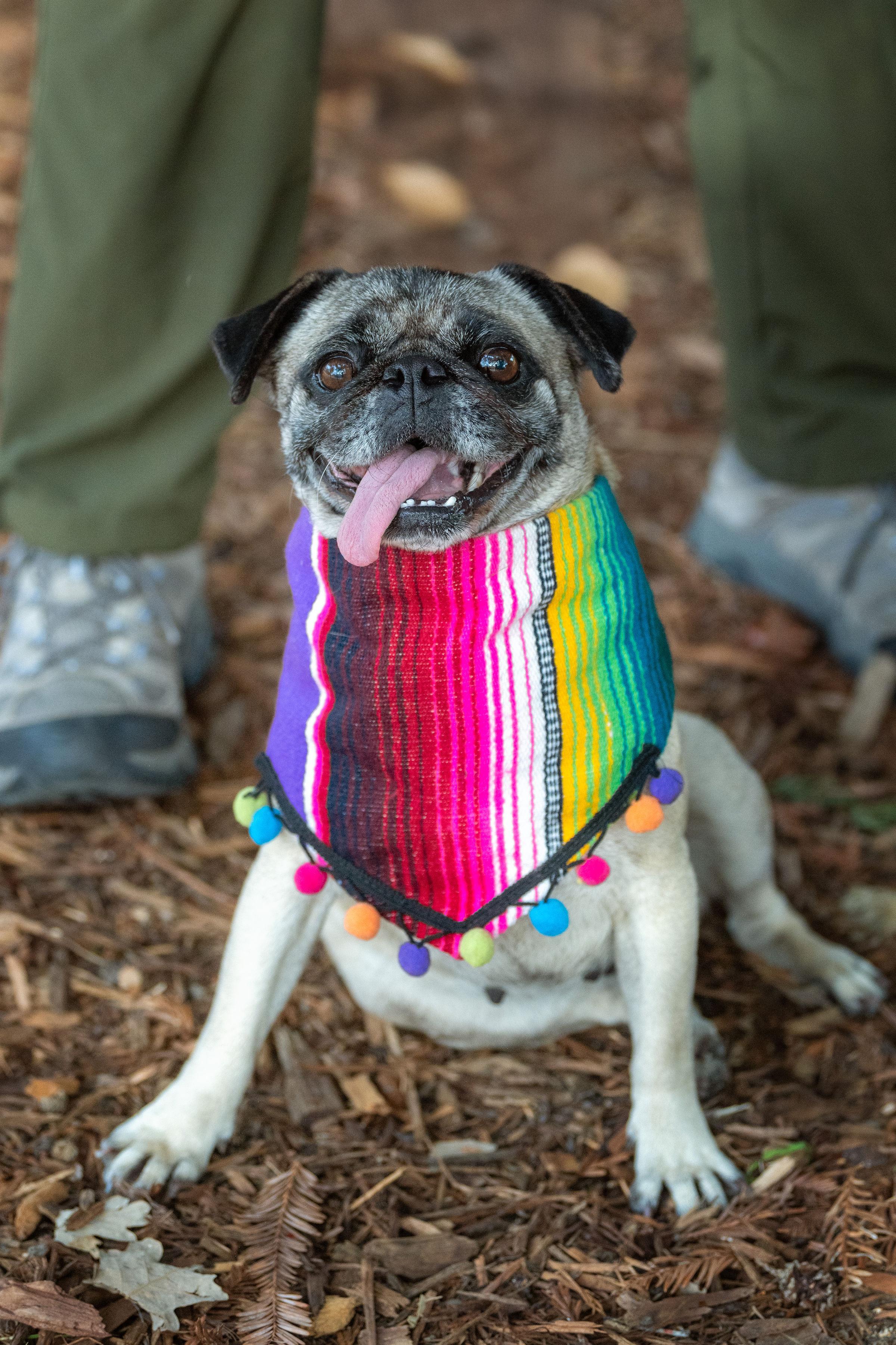 Enlarge Isabella, an adopted mixed breed in Santa Rosa, CA image 3/5