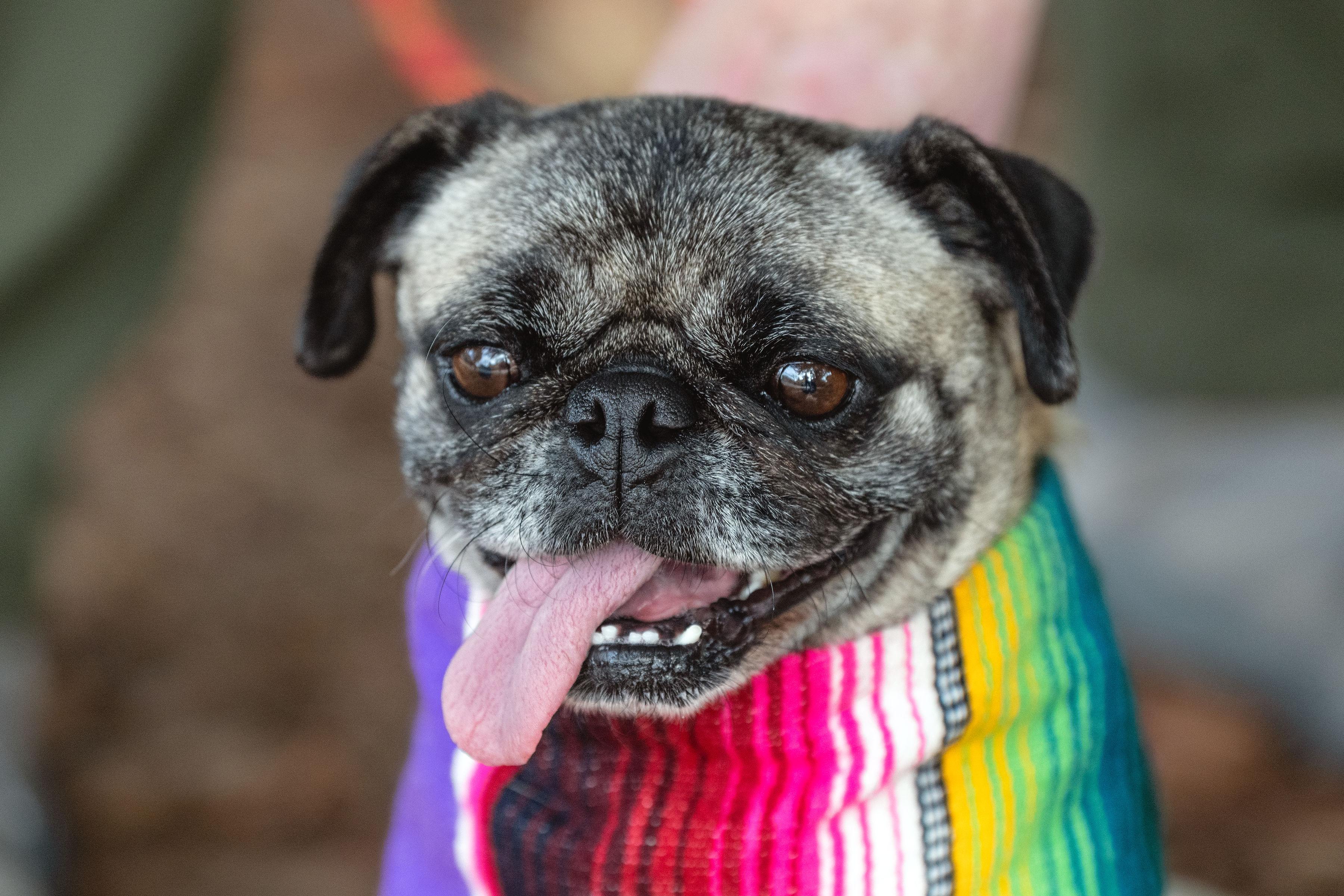 Enlarge Isabella, an adopted mixed breed in Santa Rosa, CA image 4/5