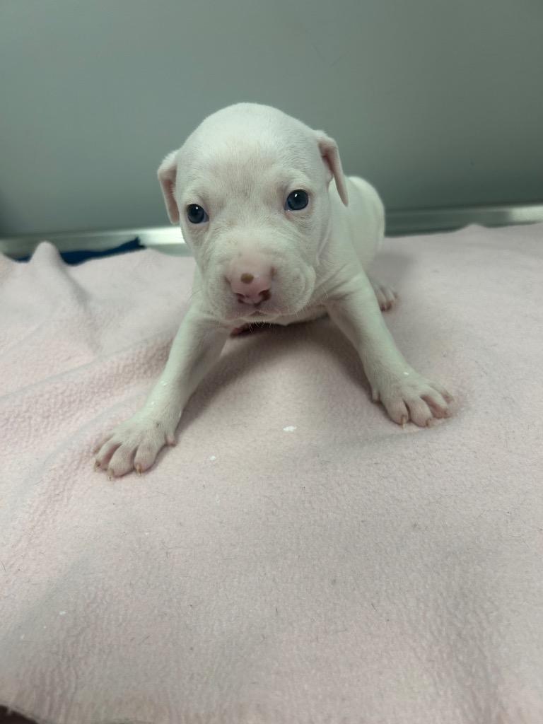 Harmony (Pink), Adoptable, Puppy Female Mixed Breed.
