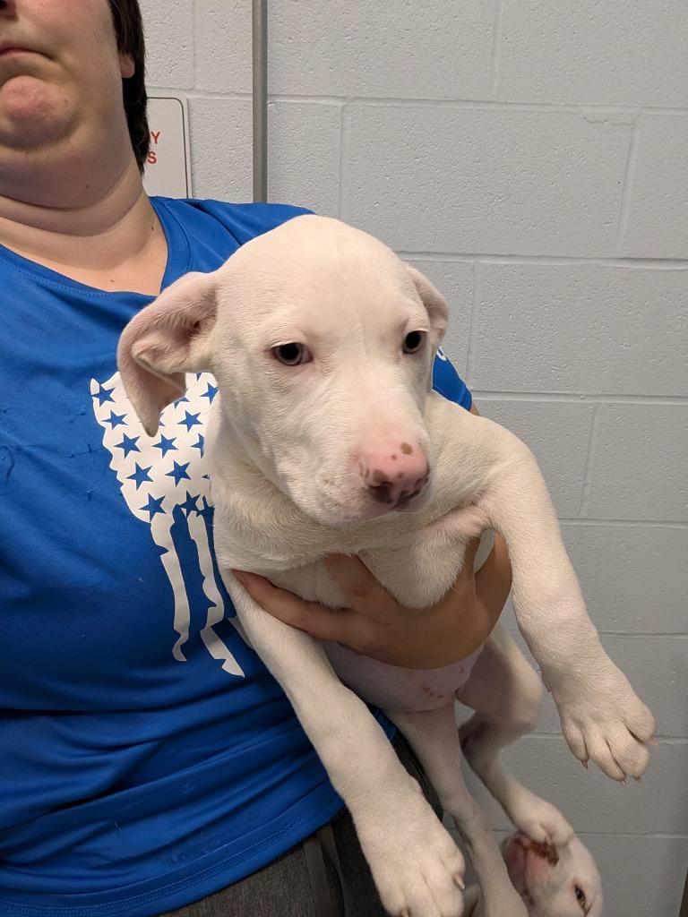 Enlarge Harmony (Pink), a Adoptable Mixed Breed in Angola, IN image 2/3