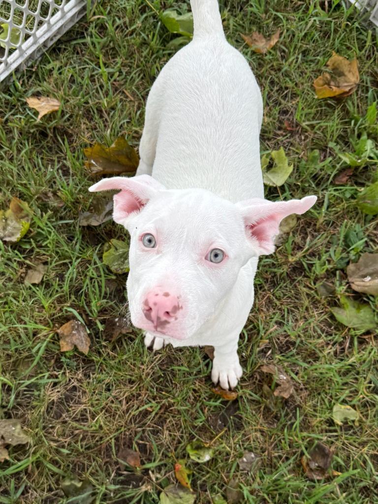 Enlarge Harmony (Pink), a Adoptable Mixed Breed in Angola, IN image 3/3