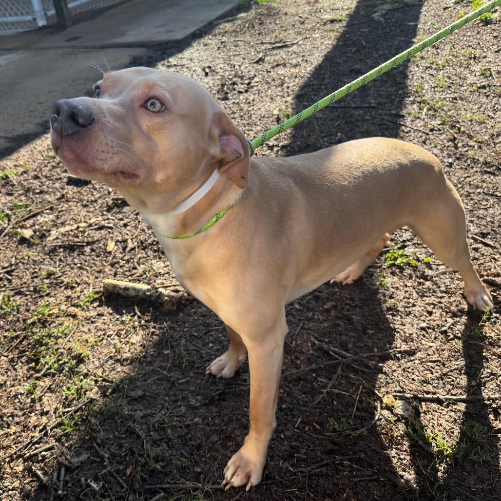 Enlarge Viper, a Adoptable Mixed Breed in Columbus, GA image 3/3