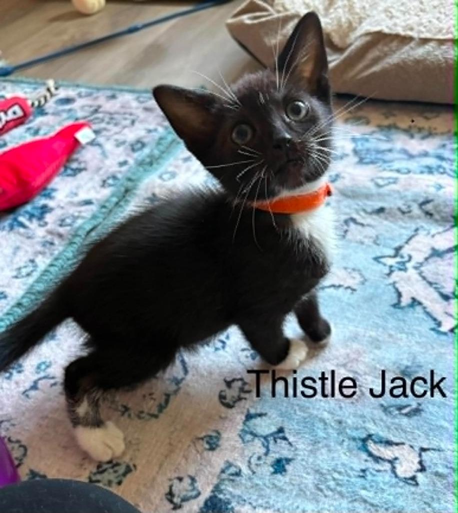Thistle Jack, Adoptable, Kitten Male Domestic Short Hair.