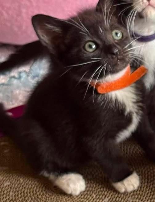 Enlarge Thistle Jack, a Adoptable mixed breed in Newnan, GA image 2/4