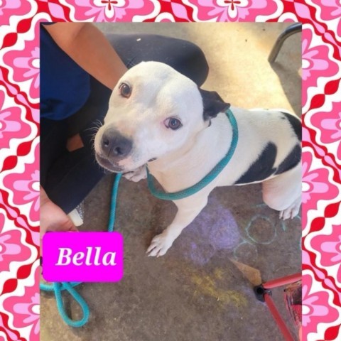 Bella photo 2