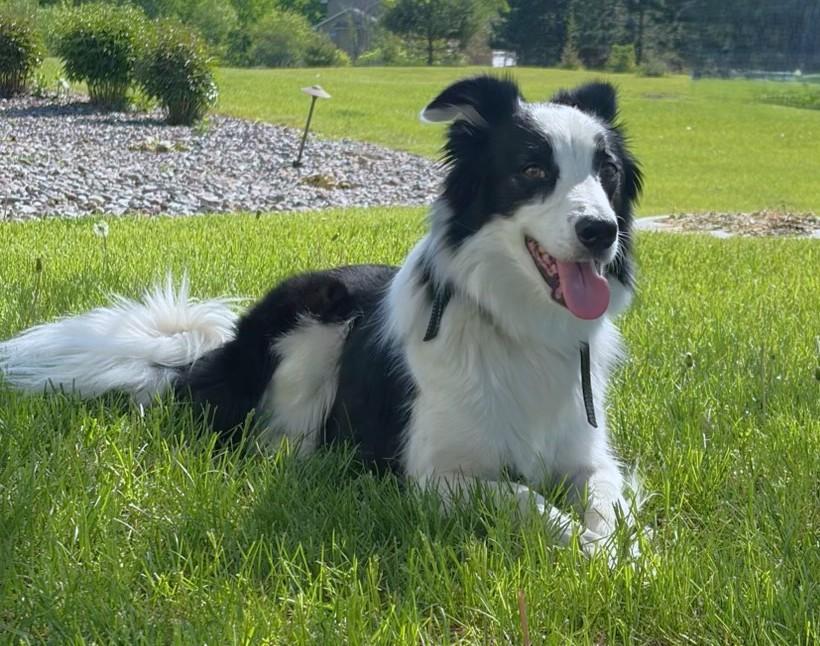 Jax, a Adoptable Border Collie in Minneapolis, MN image 3/6