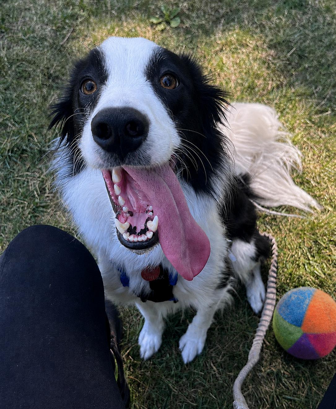 Jax, a Adoptable Border Collie in Minneapolis, MN image 4/6