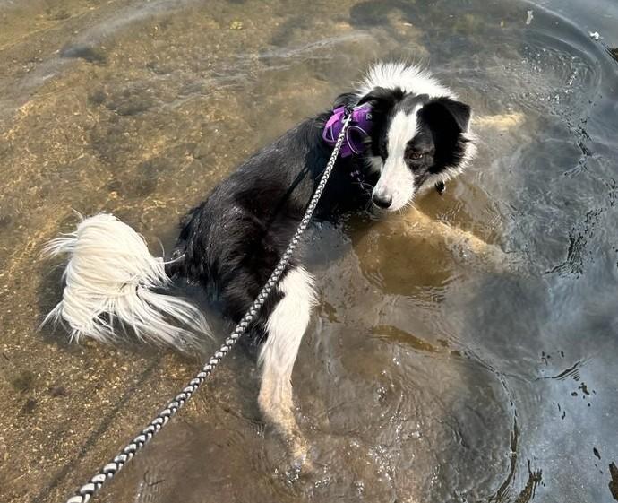 Jax, a Adoptable Border Collie in Minneapolis, MN image 5/6