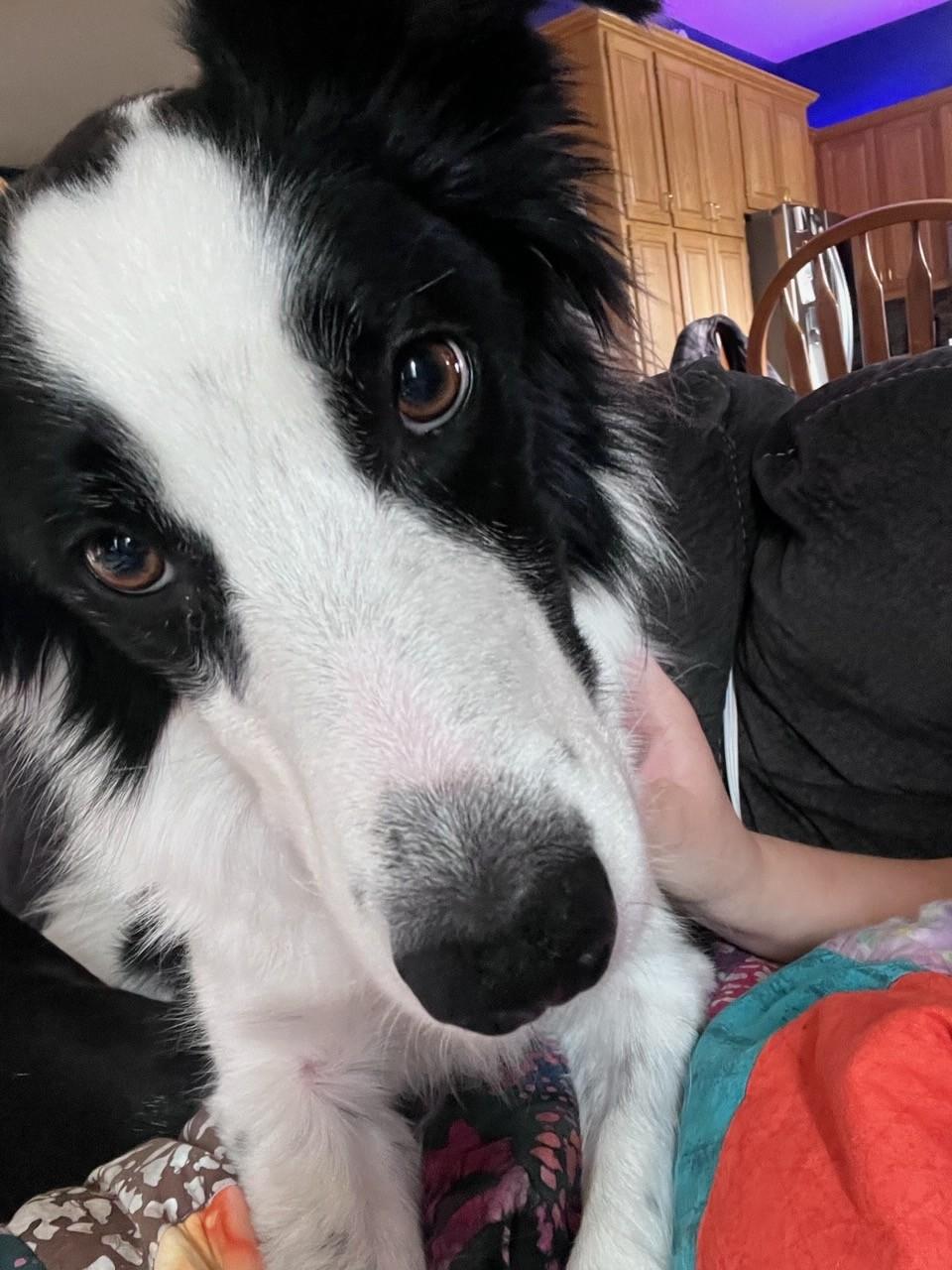 Jax, Adoptable, Adult Male Border Collie.