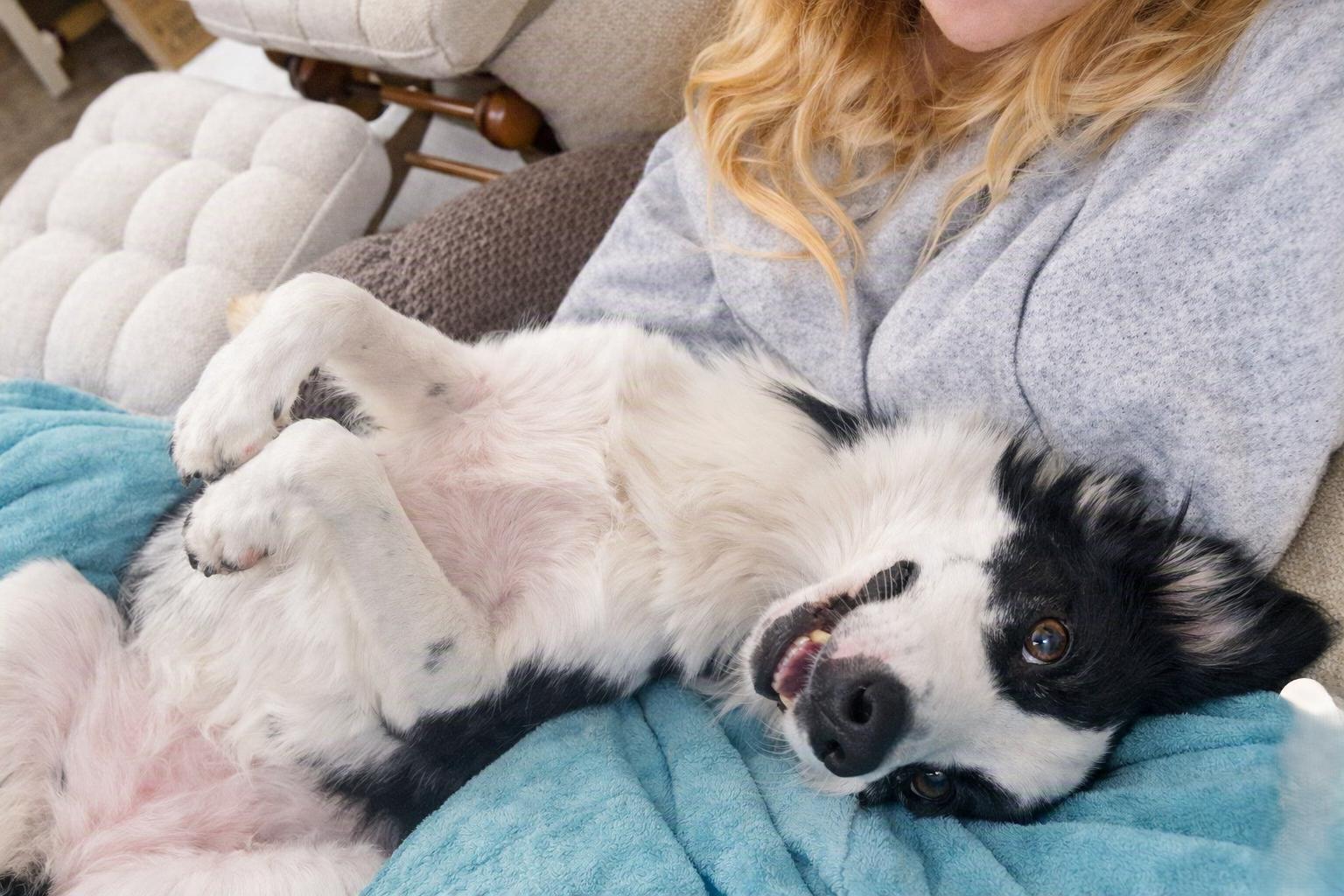 Jax, a Adoptable Border Collie in Minneapolis, MN image 6/6