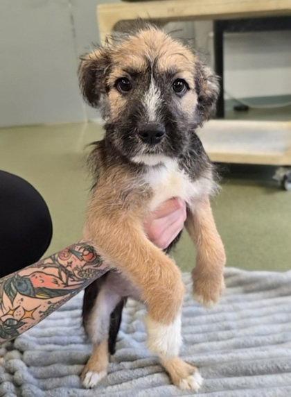 Thin Mint, Adoptable, Young Female Terrier.