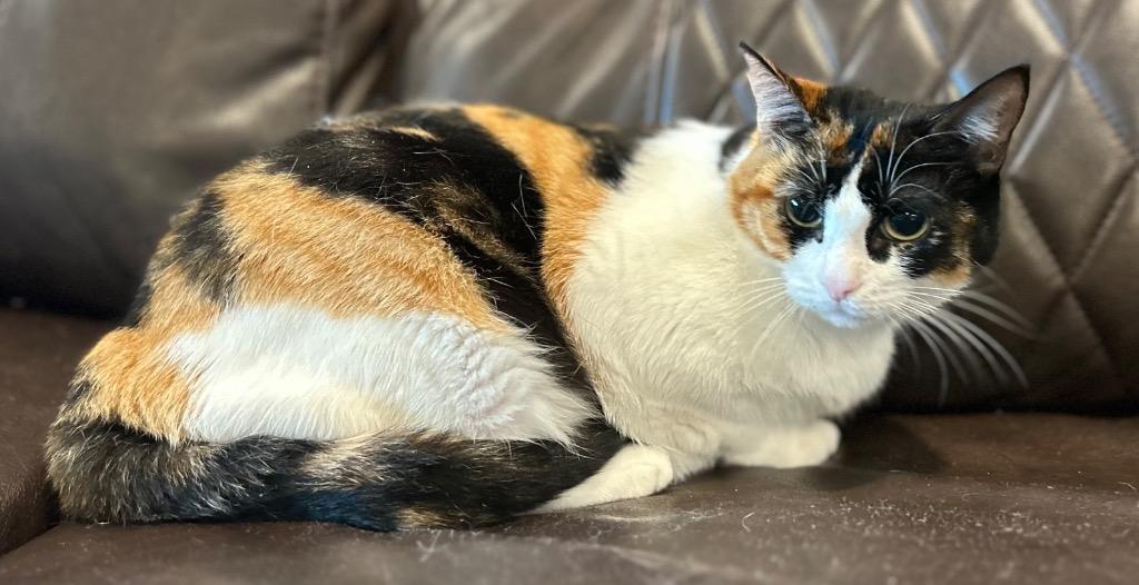 Callie, Adoptable, Young Female Domestic Short Hair.