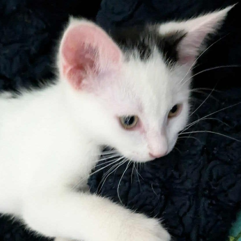 Dottie- loves to play and snuggle! She is relatively calm for a kitten and likes to nap with you!