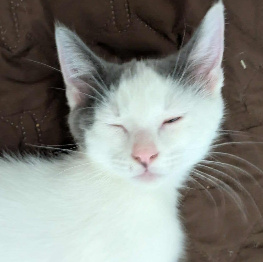 Dottie- loves to play and snuggle! She is relatively calm for a kitten and likes to nap with you!