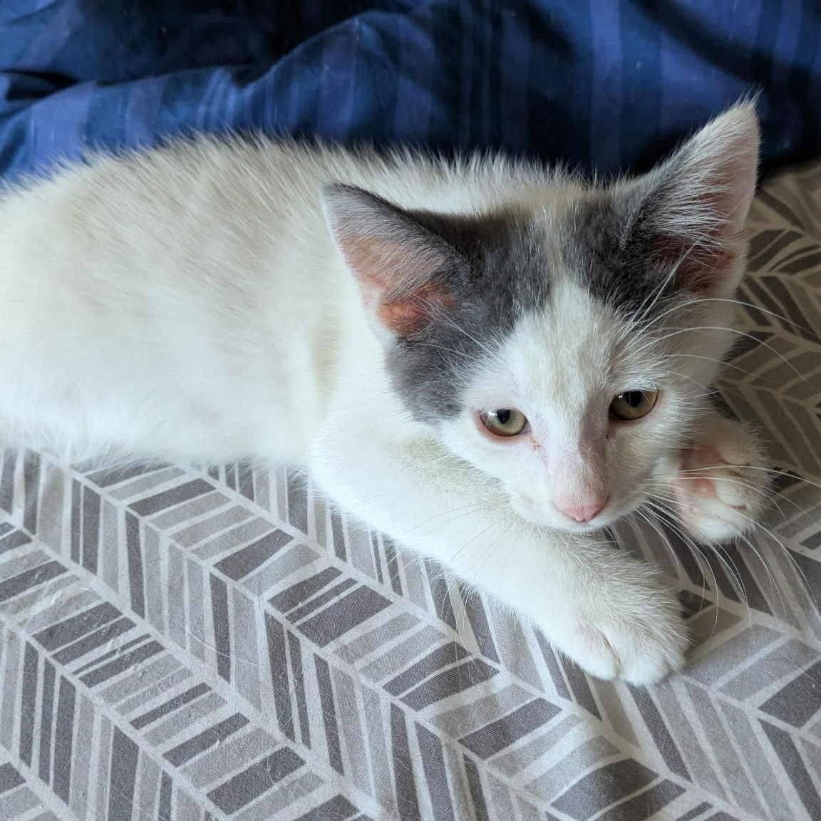 Dottie- loves to play and snuggle! She is relatively calm for a kitten and likes to nap with you!
