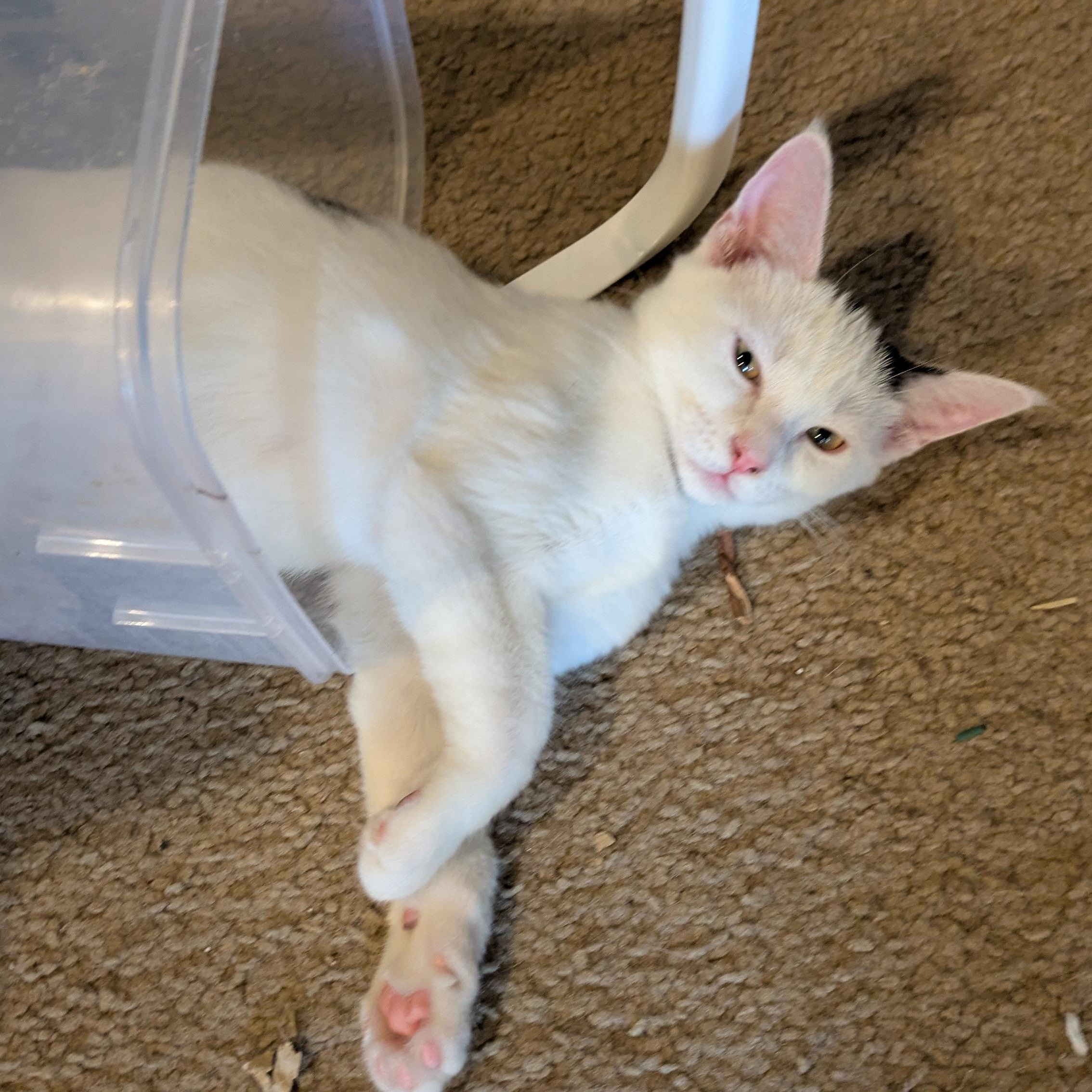 Dottie- loves to play and snuggle! She is relatively calm for a kitten and likes to nap with you!