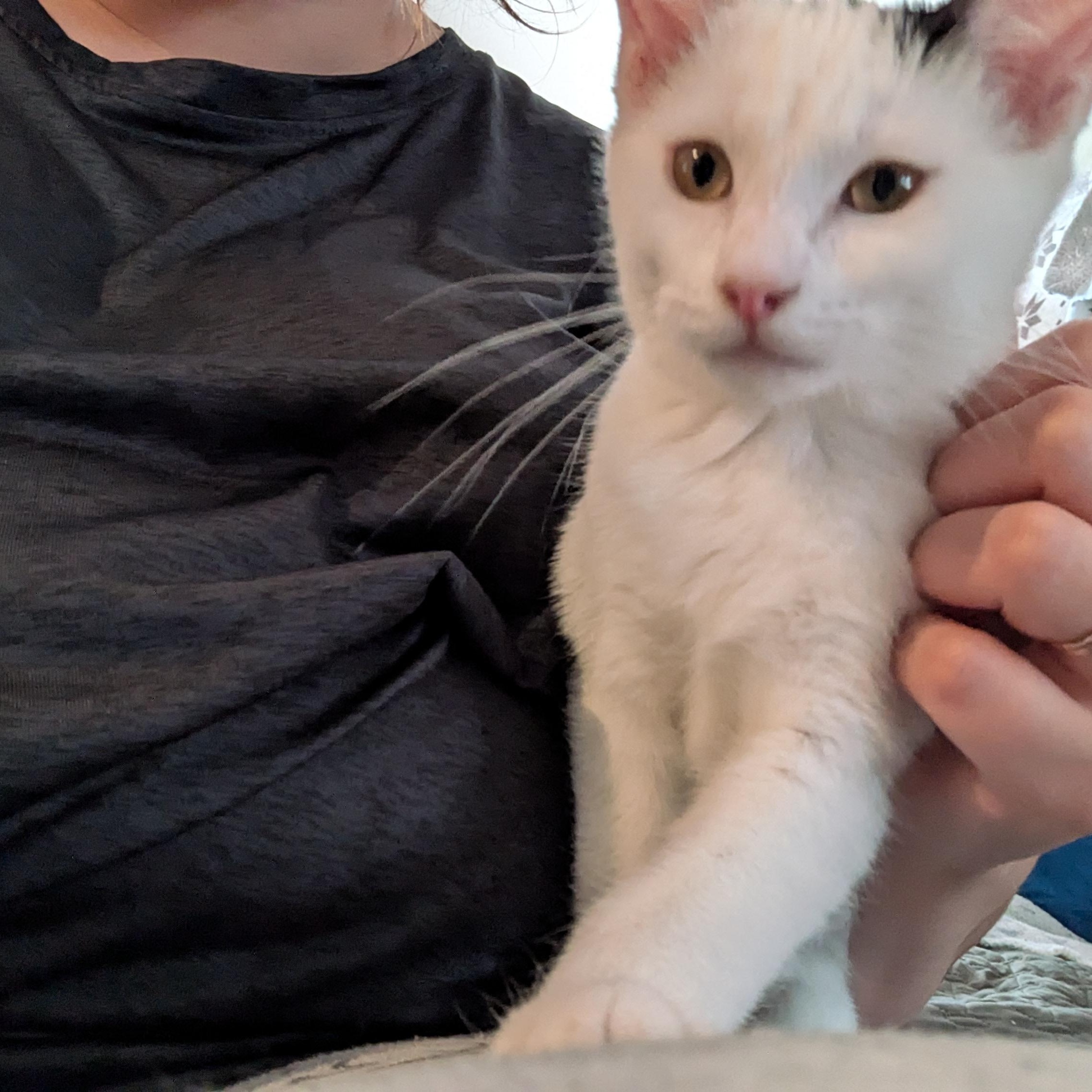 Dottie- loves to play and snuggle! She is relatively calm for a kitten and likes to nap with you!, a Adoptable Domestic Short Hair in Portland, OR image 5/5