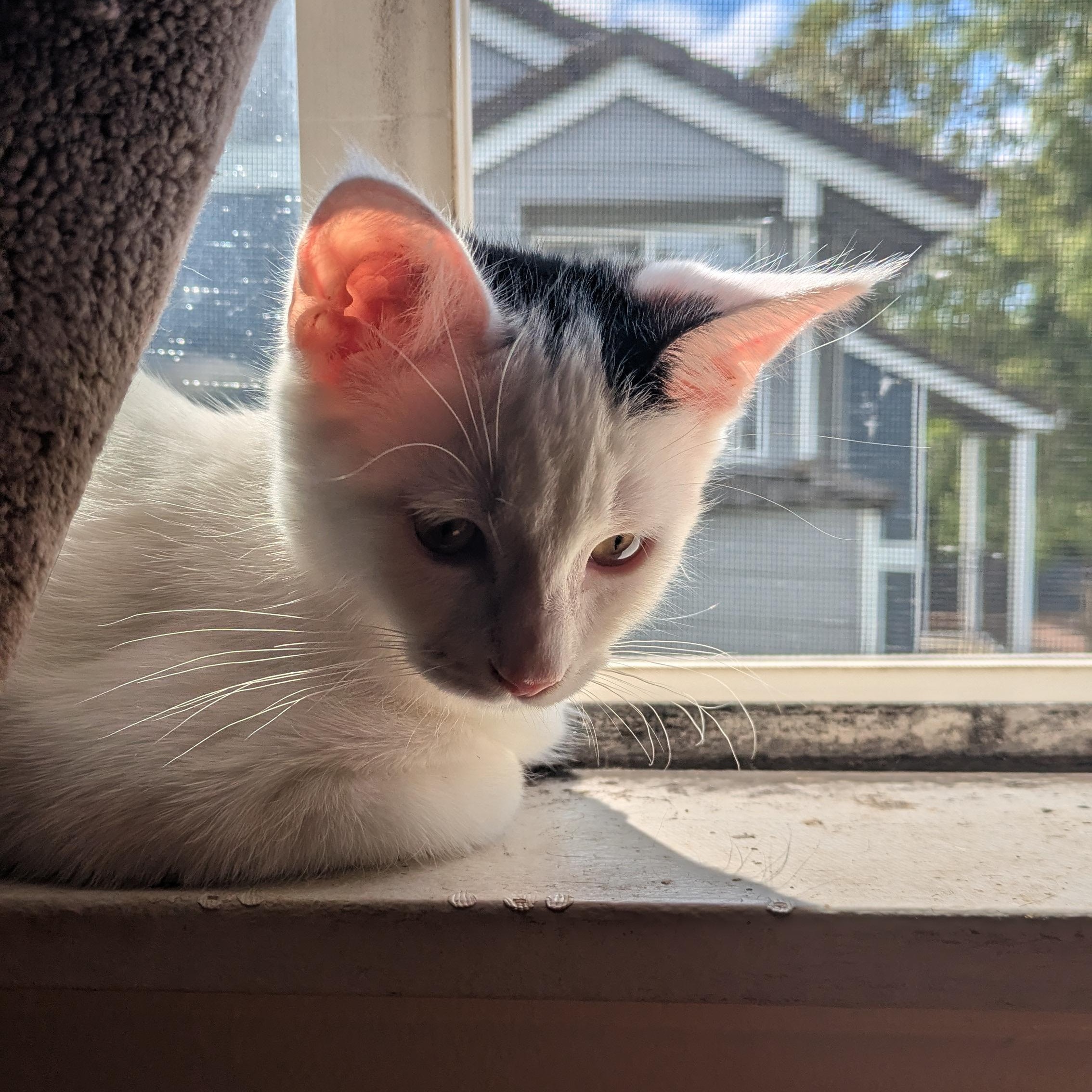 Dottie- loves to play and snuggle! She is relatively calm for a kitten and likes to nap with you!, a Adoptable Domestic Short Hair in Portland, OR image 3/5