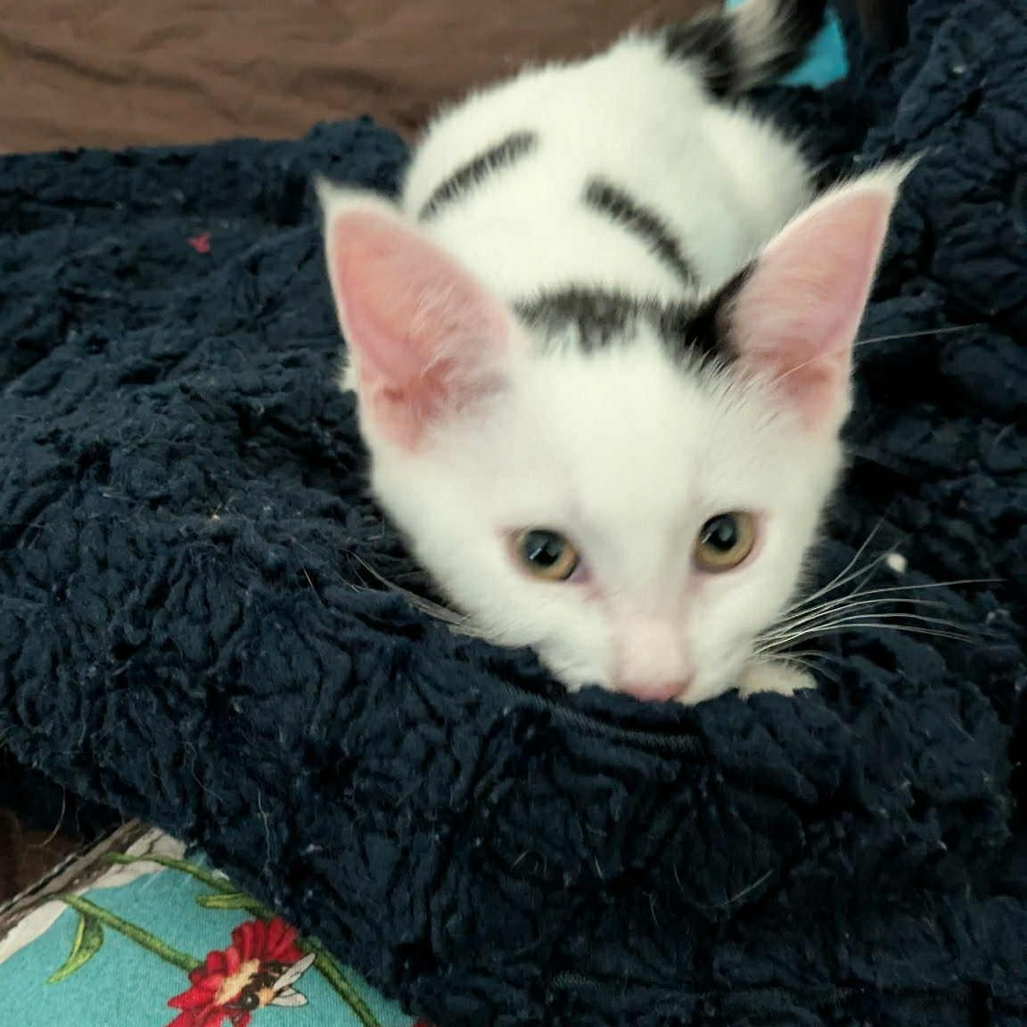 Dottie- loves to play and snuggle! She is relatively calm for a kitten and likes to nap with you!