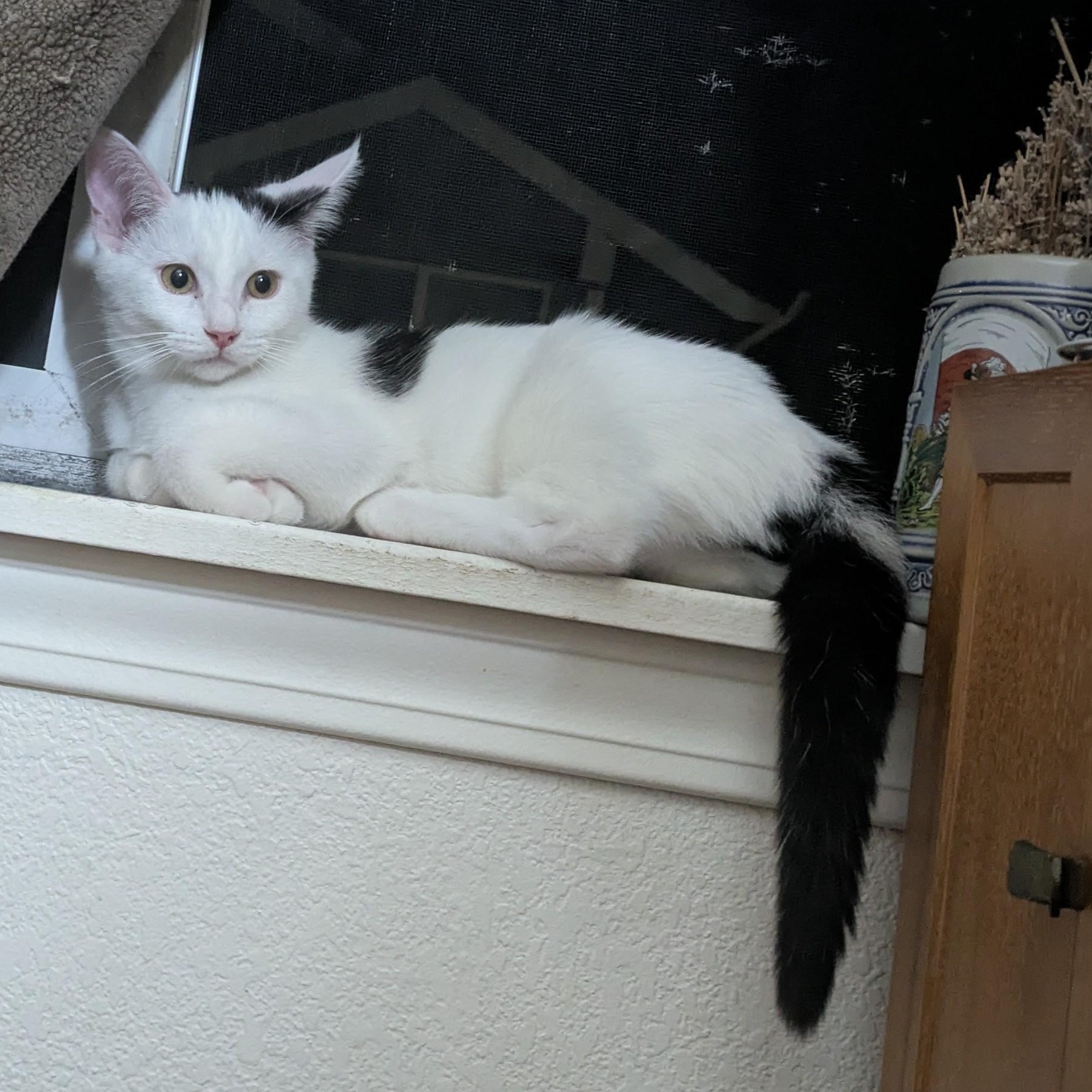 Dottie- loves to play and snuggle! She is relatively calm for a kitten and likes to nap with you!
