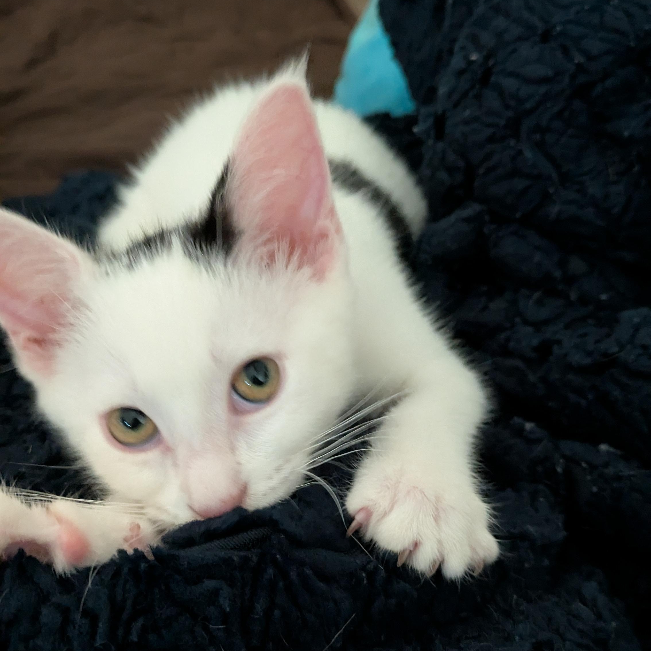 Dottie- loves to play and snuggle! She is relatively calm for a kitten and likes to nap with you!, a Adoptable Domestic Short Hair in Portland, OR image 1/5